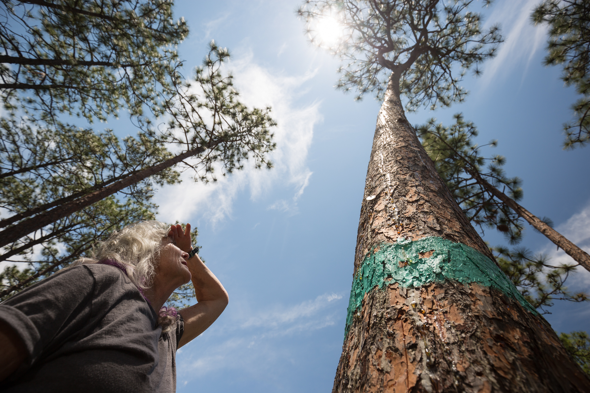 Endangered species branch chief, Jackie Britcher, inspects a red-cockaded woodpecker nest tree in Fort Bragg, NC.