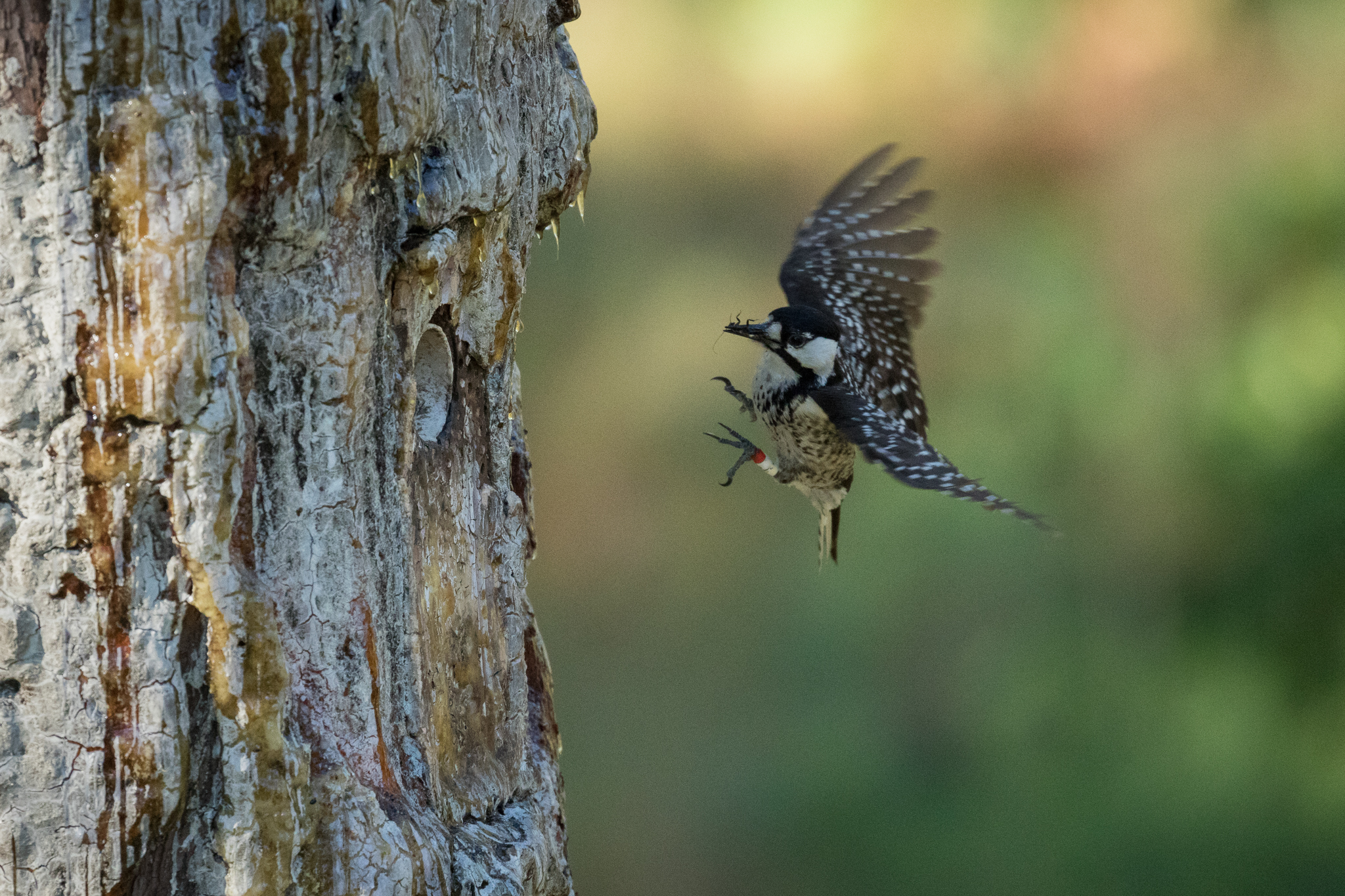A red-cockaded woodpecker adult delivers food to its chicks in gamelands outside Southern Pines, NC.