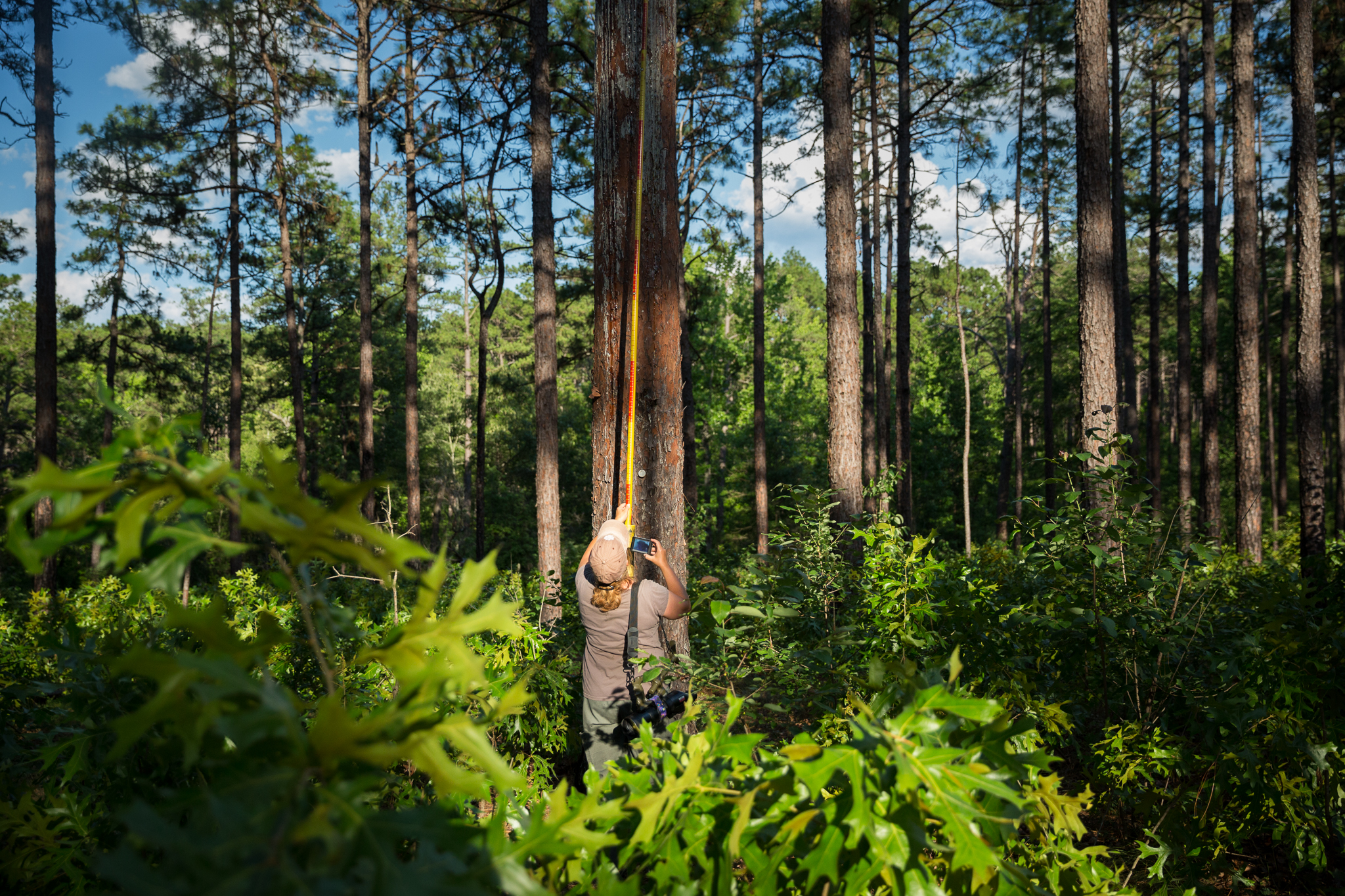 Biologists Kerry Brust and Jeff Walters inspect nest cavities in Weymouth Woods Nature Preserve, NC.