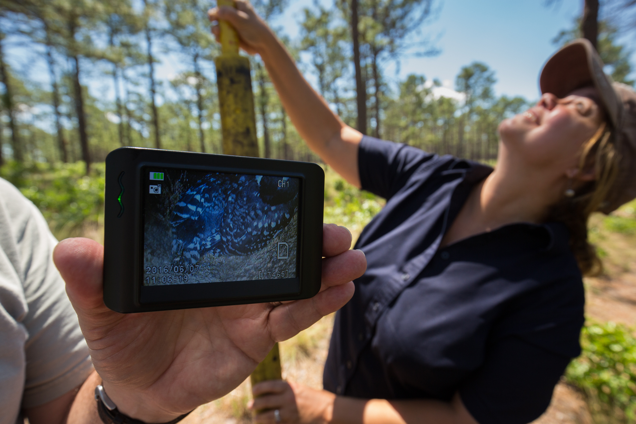 Using a wireless camera on a pole, biologists Sarah Hovis and Kerry Brust inspect a red-cockaded woodpecker cavity in the Walthour-Moss Foundation woods, NC.