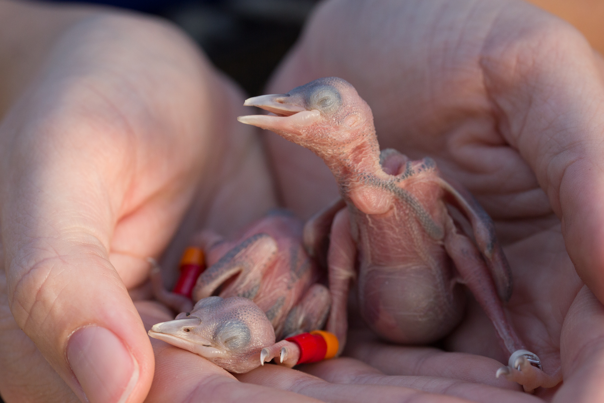 Biologist Sarah Hovis bands the next generation of red-cockaded woodpecker chicks in Walthour-Moss Foundation woods, NC.