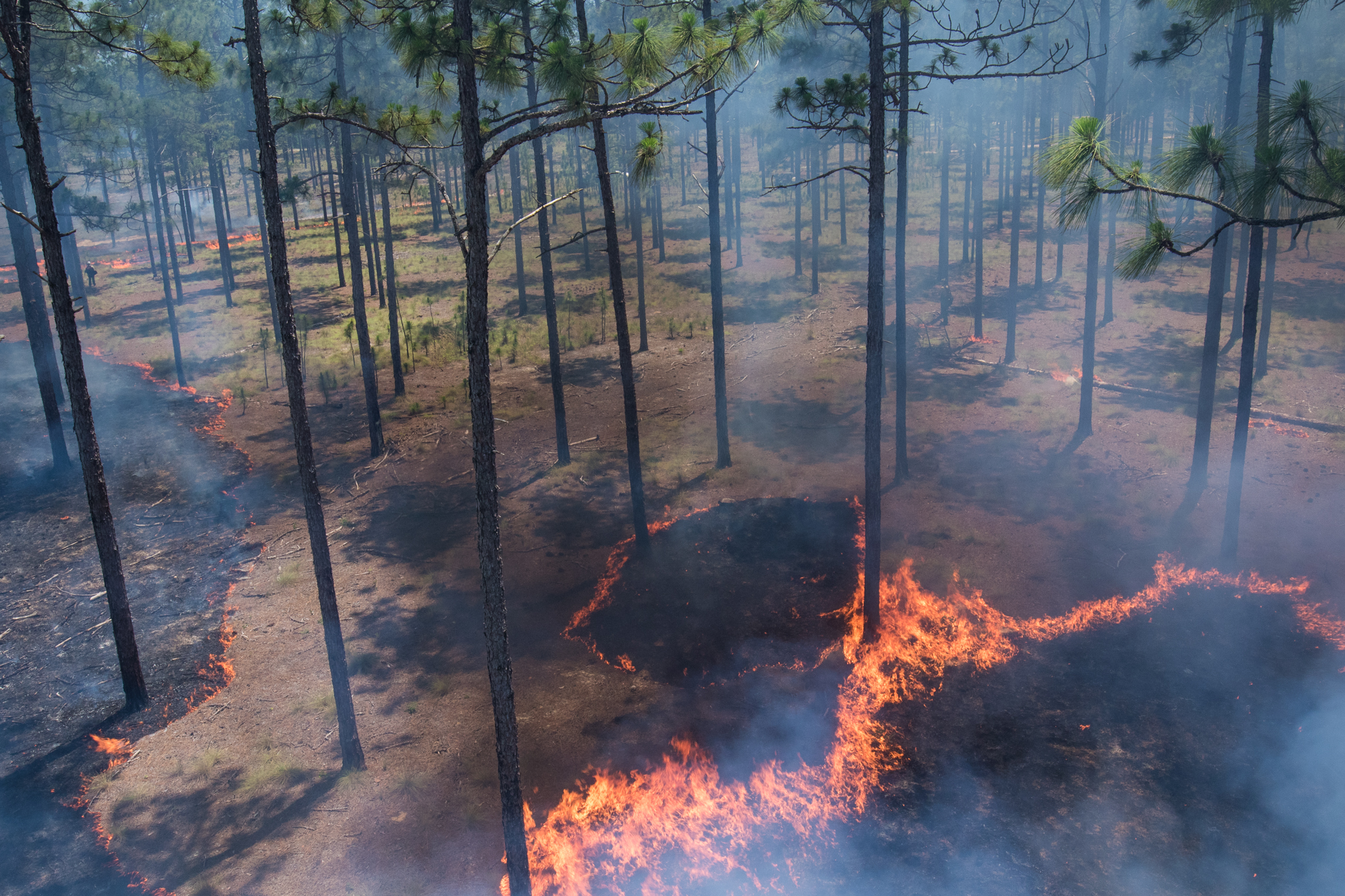 Prescribed burns encourage wiregrass to flourish in Calloway Forest Preserve’s longleaf pine stands, providing ideal woodpecker habitat.
