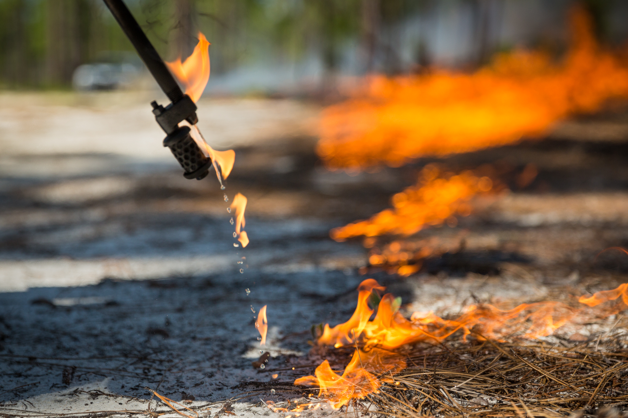 To turn the Calloway Forest Preserve land into better woodpecker habitat, The Nature Conservancy sets prescribed fires with drip torches.