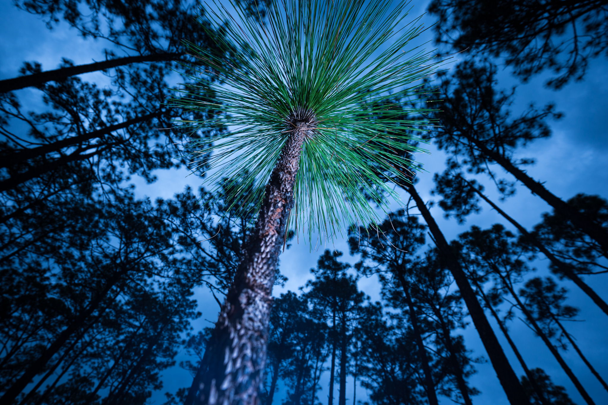 Long leaf pine habitat in the gamelands outside Southern Pines, NC.