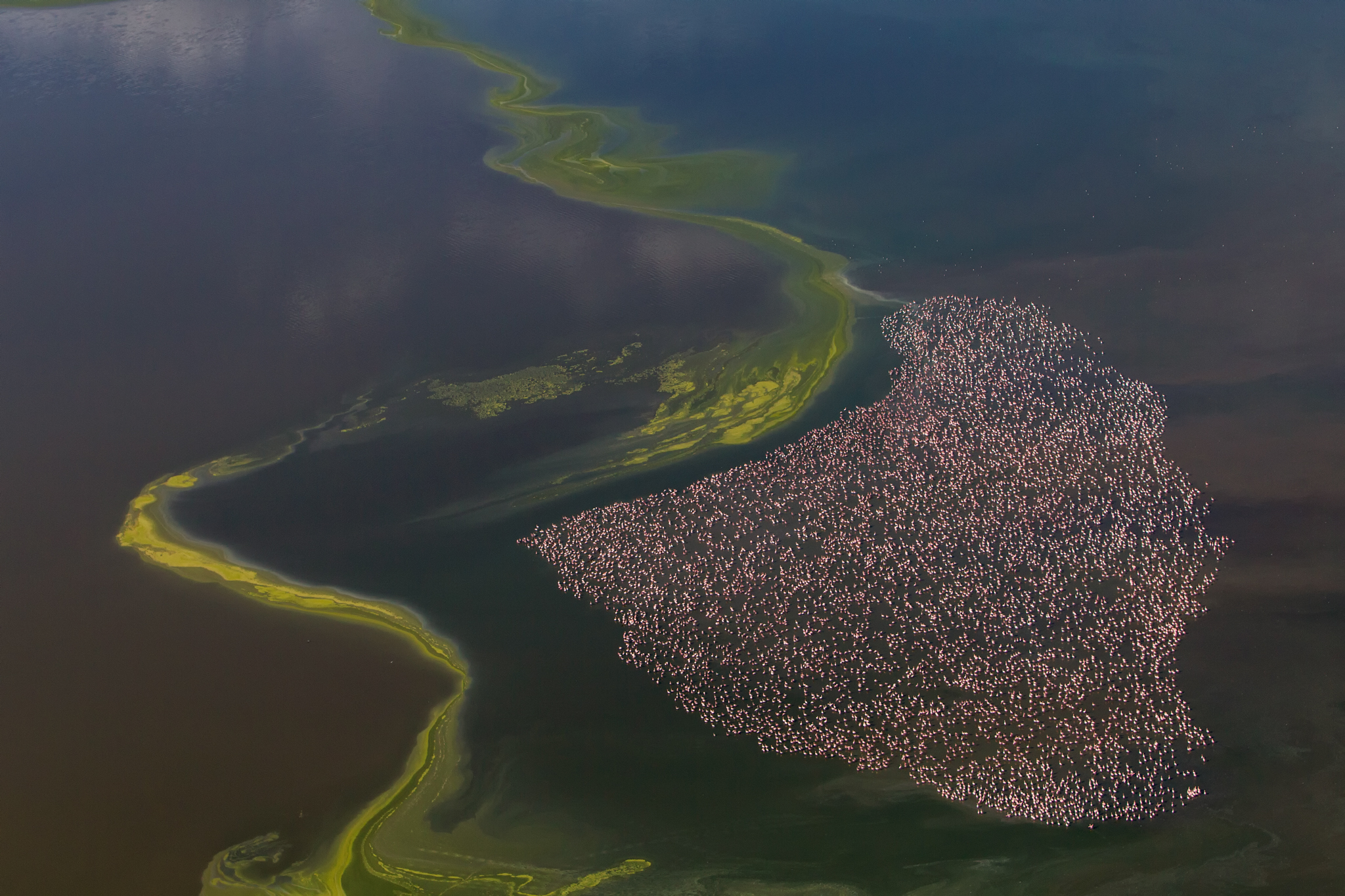 A flamboyance of flamingos flies over Kenya’s Lake Logibi in search of feeding grounds. The bright birds preferentially eat the algae Arthrospira fusiformis, tinting their feathers pink in the process by ingesting the pigment molecules in the algae as well as the nutrients.