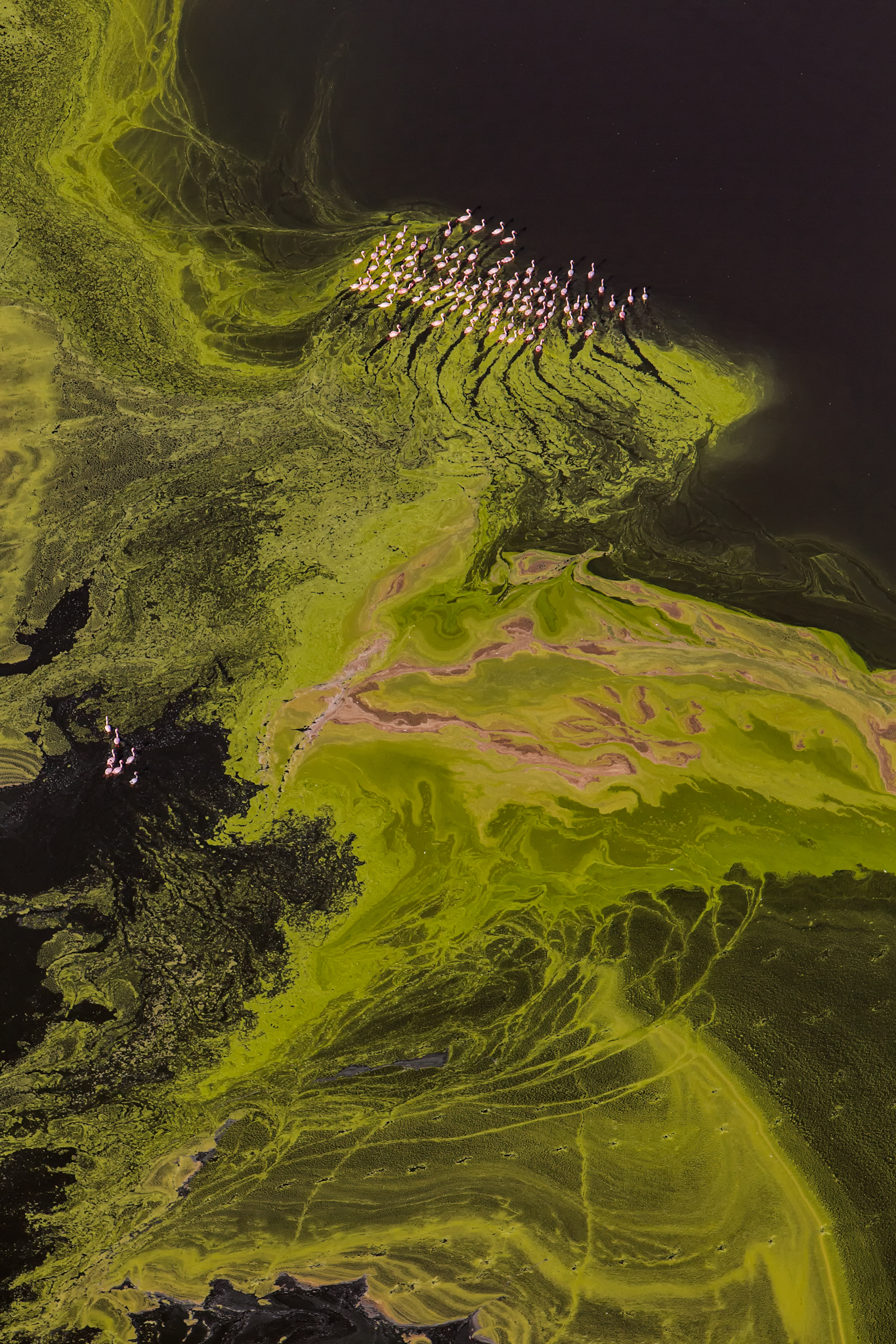 As they wade through an algae slick in Kenya’s Lake Logipi, the flamingos leave temporary trails in their wake.