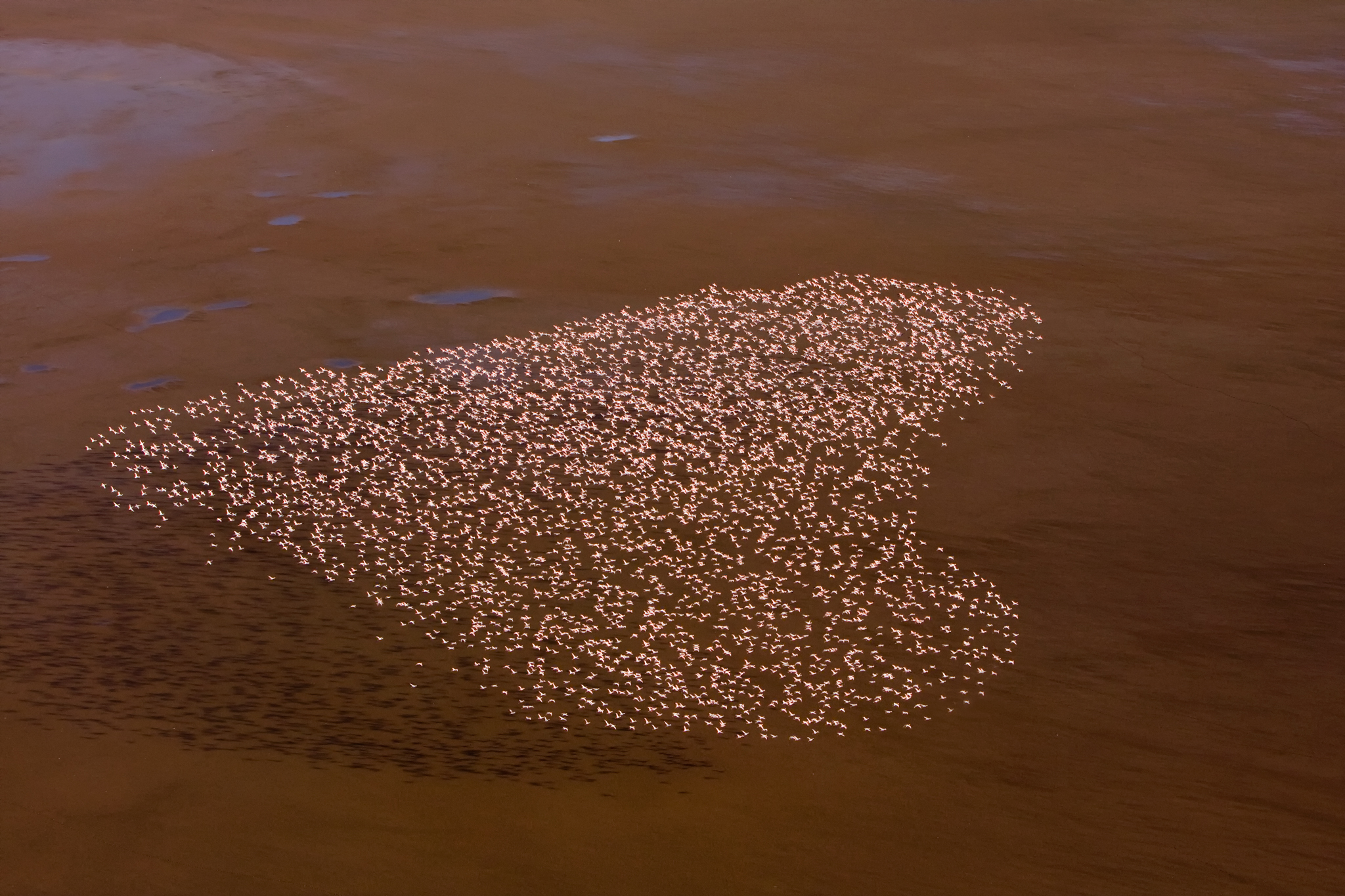 Lesser flamingos fly in formation over the dry bed of Kenya’s Lake Logipi.