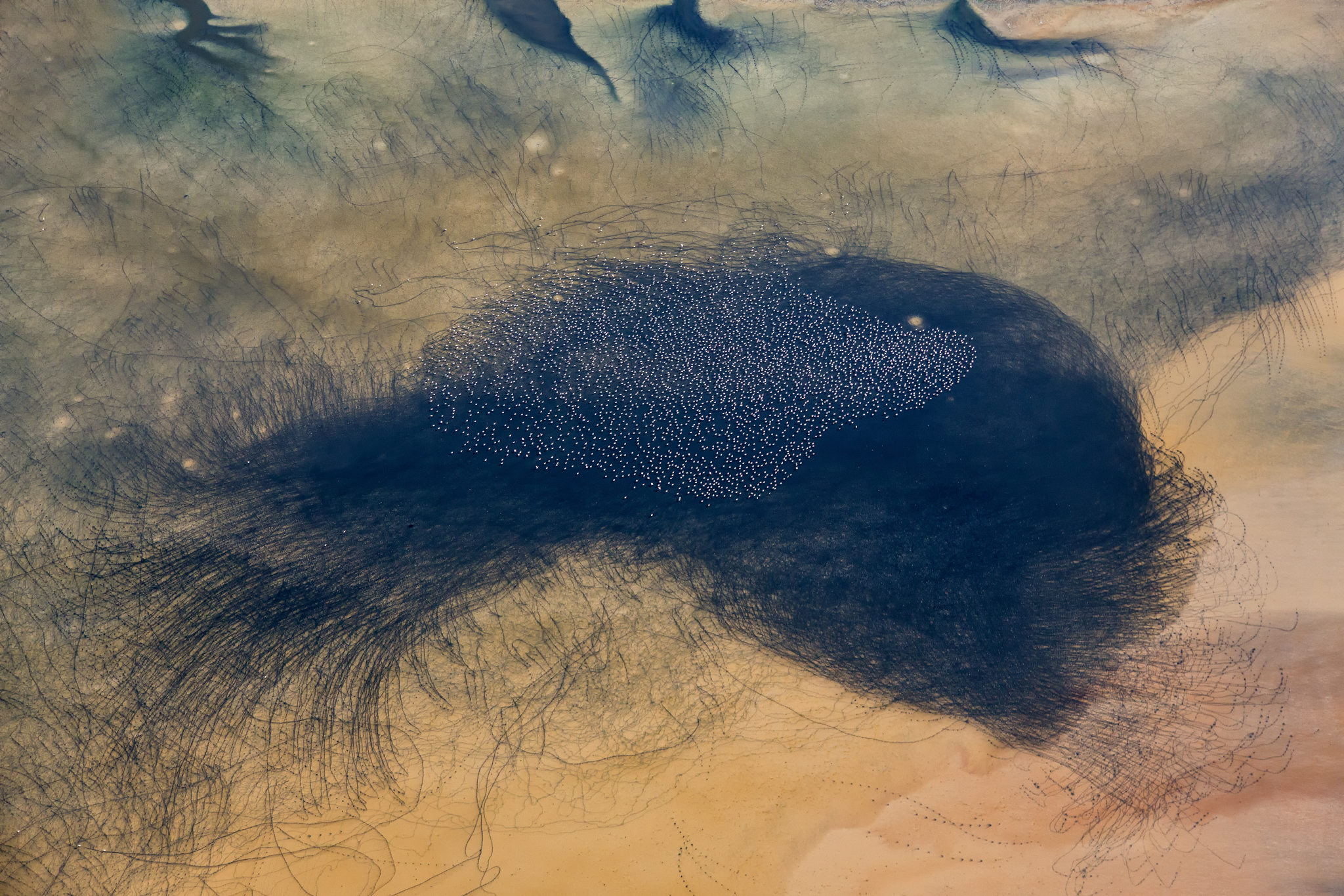 Leaving their trails behind as evidence of their last stop, lesser flamingos fly over the silt-infused water of Kenya’s Lake Logipi.