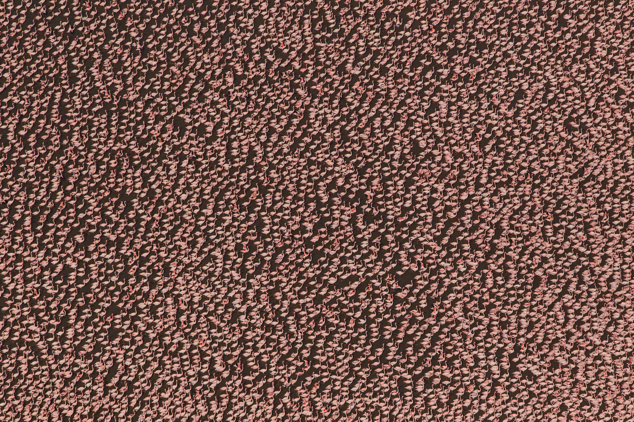 Thousands of lesser flamingos congregate in the algae-rich water of Kenya’s Lake Logipi.