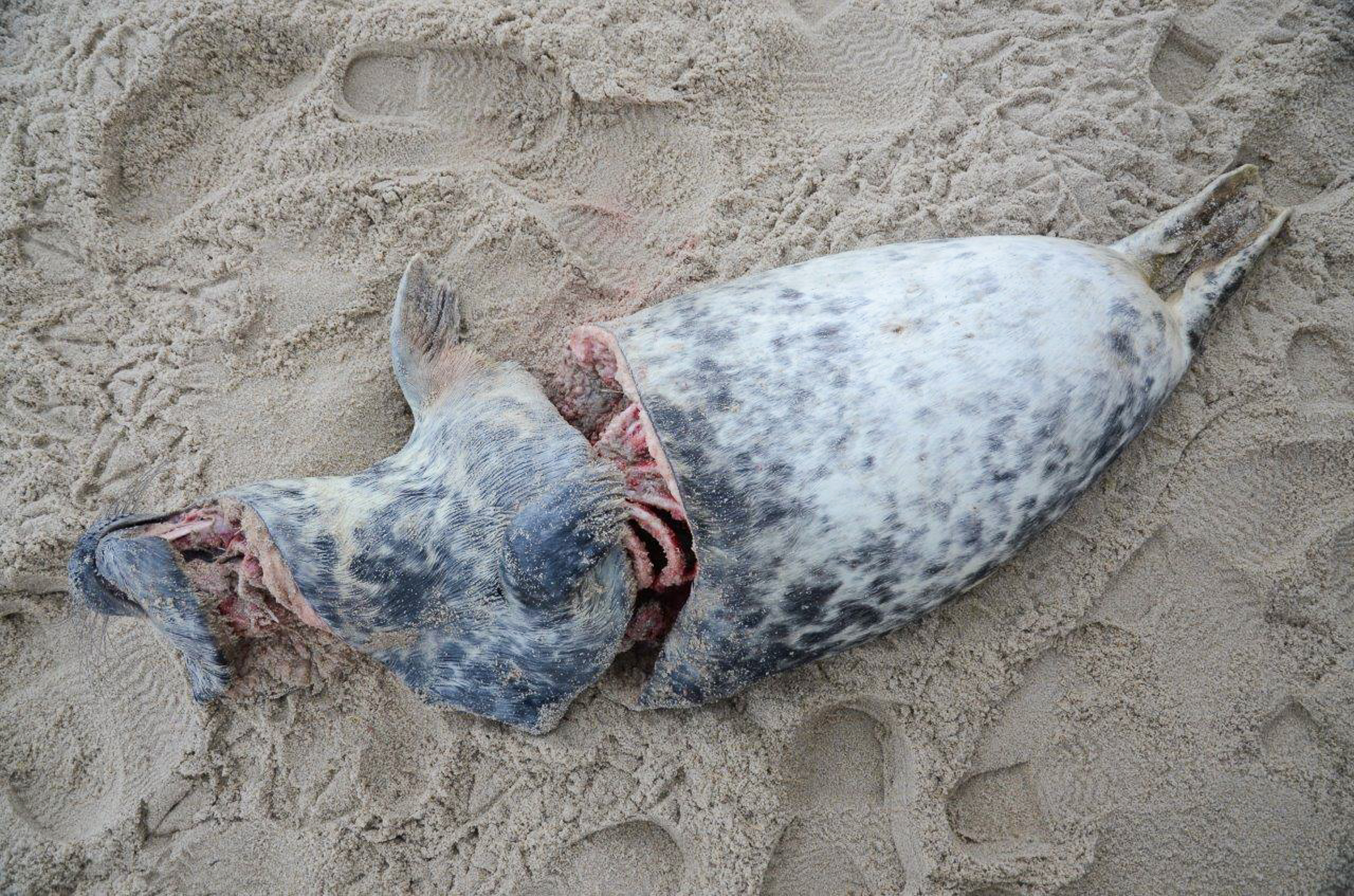 The telltale corkscrew wound pattern that Zoe Lucas observed thousands of times on Sable Island between 1996 and 2001. Photo by Zoe Lucas.