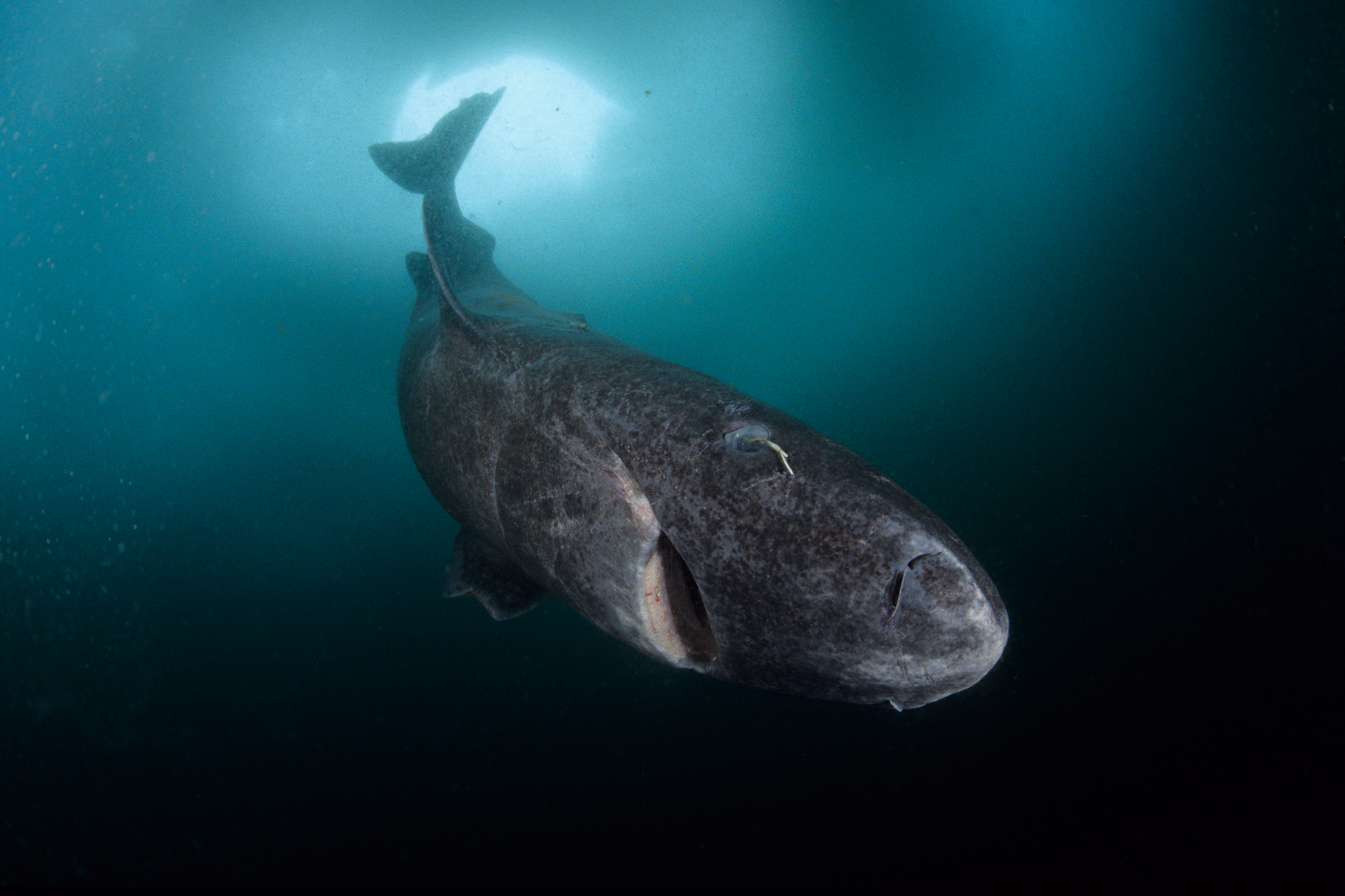 Greenland sharks (Somniosus microcephalus) have been implicated in corkscrew seal deaths off the coast of Nova Scotia. This individual was photographed in Lancaster Sound, Nunavut, northern Baffin Island, Canada. Photo by Franco Banfi.