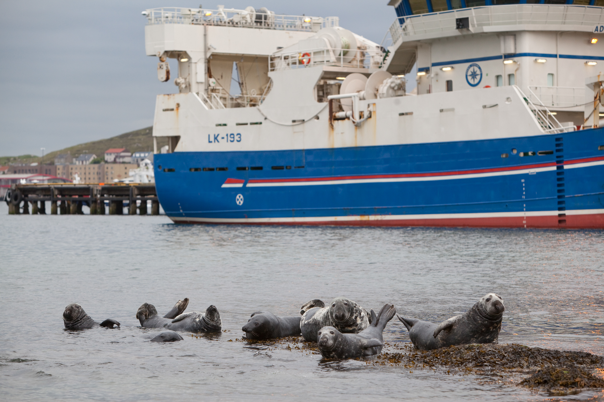 Ship traffic is one of many factors blamed for a rise in seal mortality in the U.K. Here, seals haul out in a fishing harbor with ferry in the background, Lerwick, Shetland Isles, Scotland. Photo by Peter Cairns.
