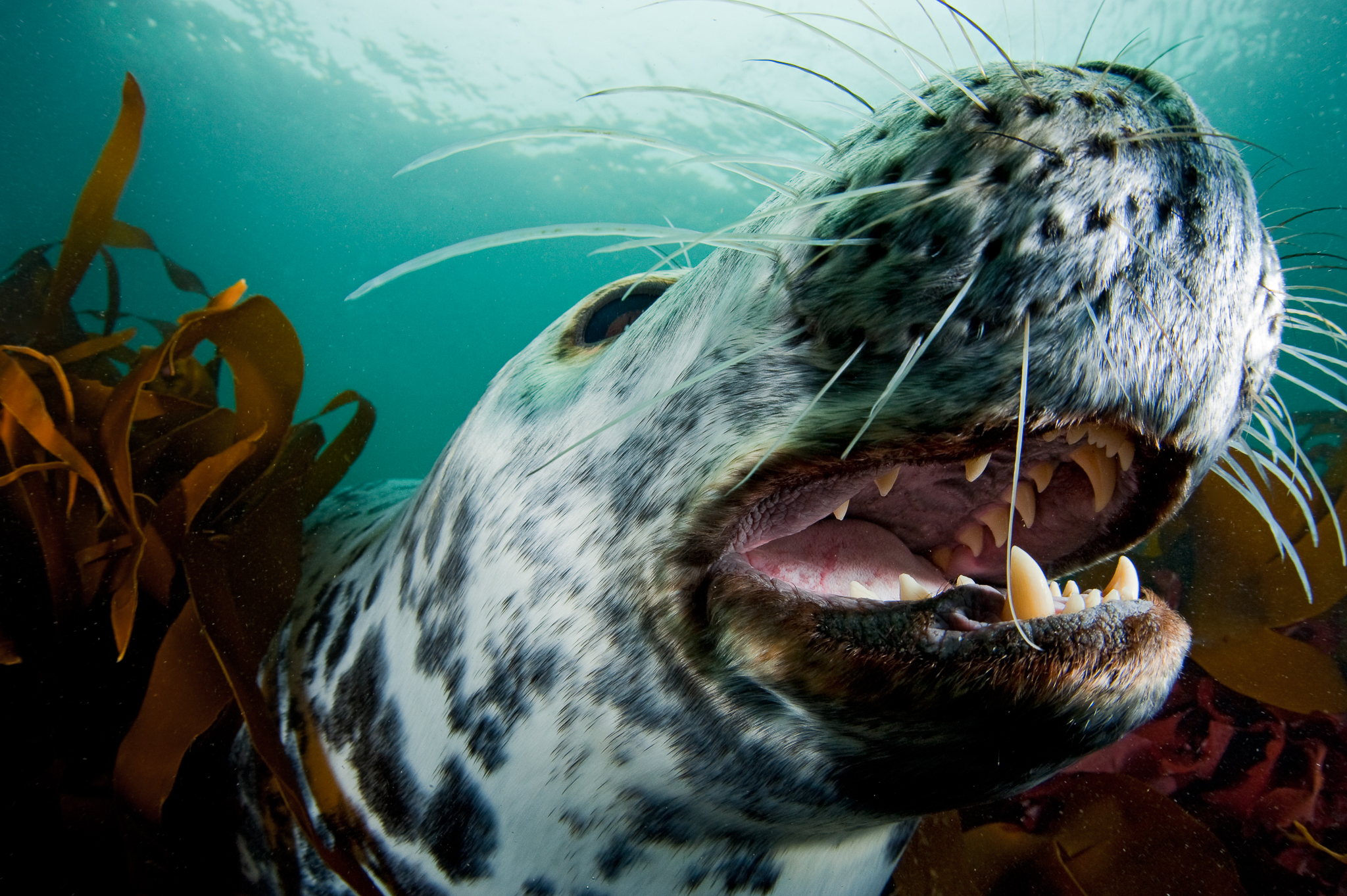 While often playful with divers, grey seals (Halichoerus grypus) certainly have the capacity to kill other seals. This toothy grey was photographed off Lundy Island, Bristol Channel, England, UK. Photo by Alex Mustard.