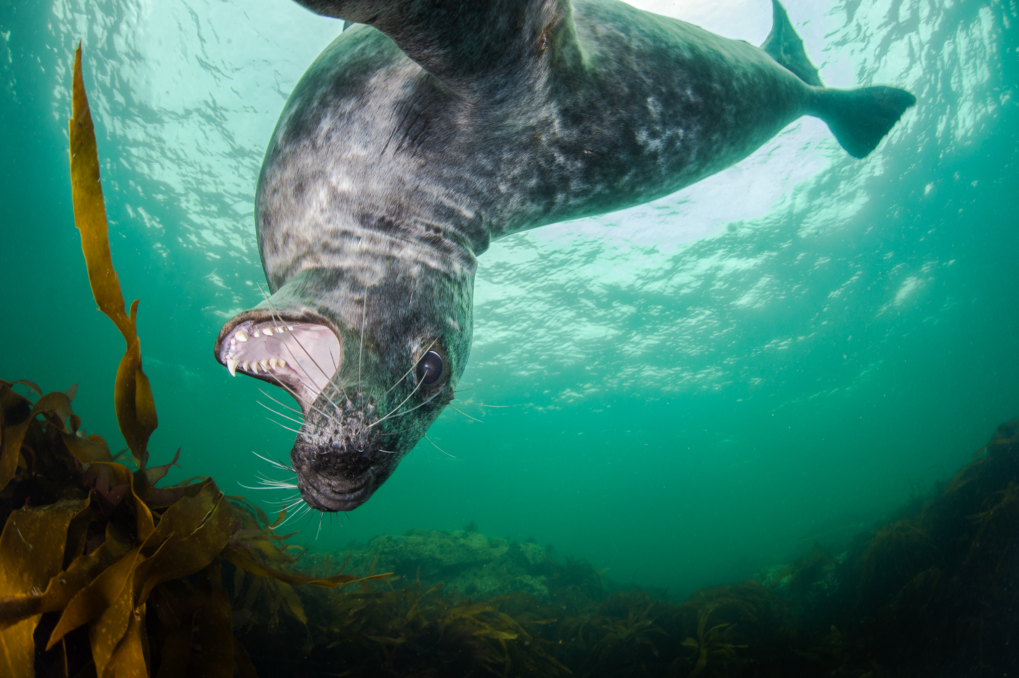 A grey seal (Halichoerus grypus) swimming and playing among the kelp, Farne Islands, Northumberland, England, UK. Photo by Alex Mustard.