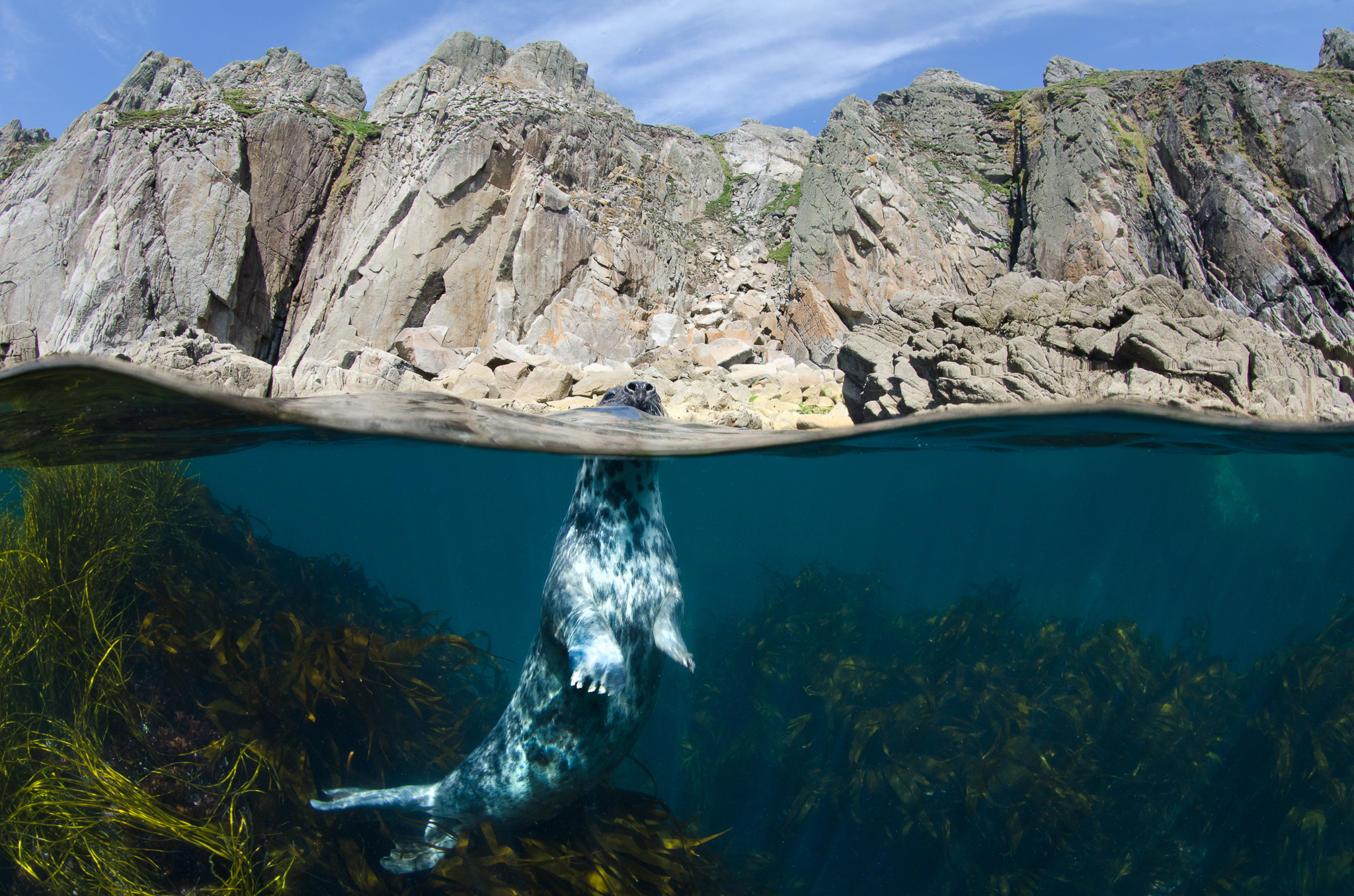 Whether grey seals (Halichoerus grypus) are the only cause of corkscrew seal deaths, or one of many, no one seems to know for sure. This grey was photographed while surfacing beneath the cliffs off Lundy Island, Devon, UK. Photo by Alex Mustard.