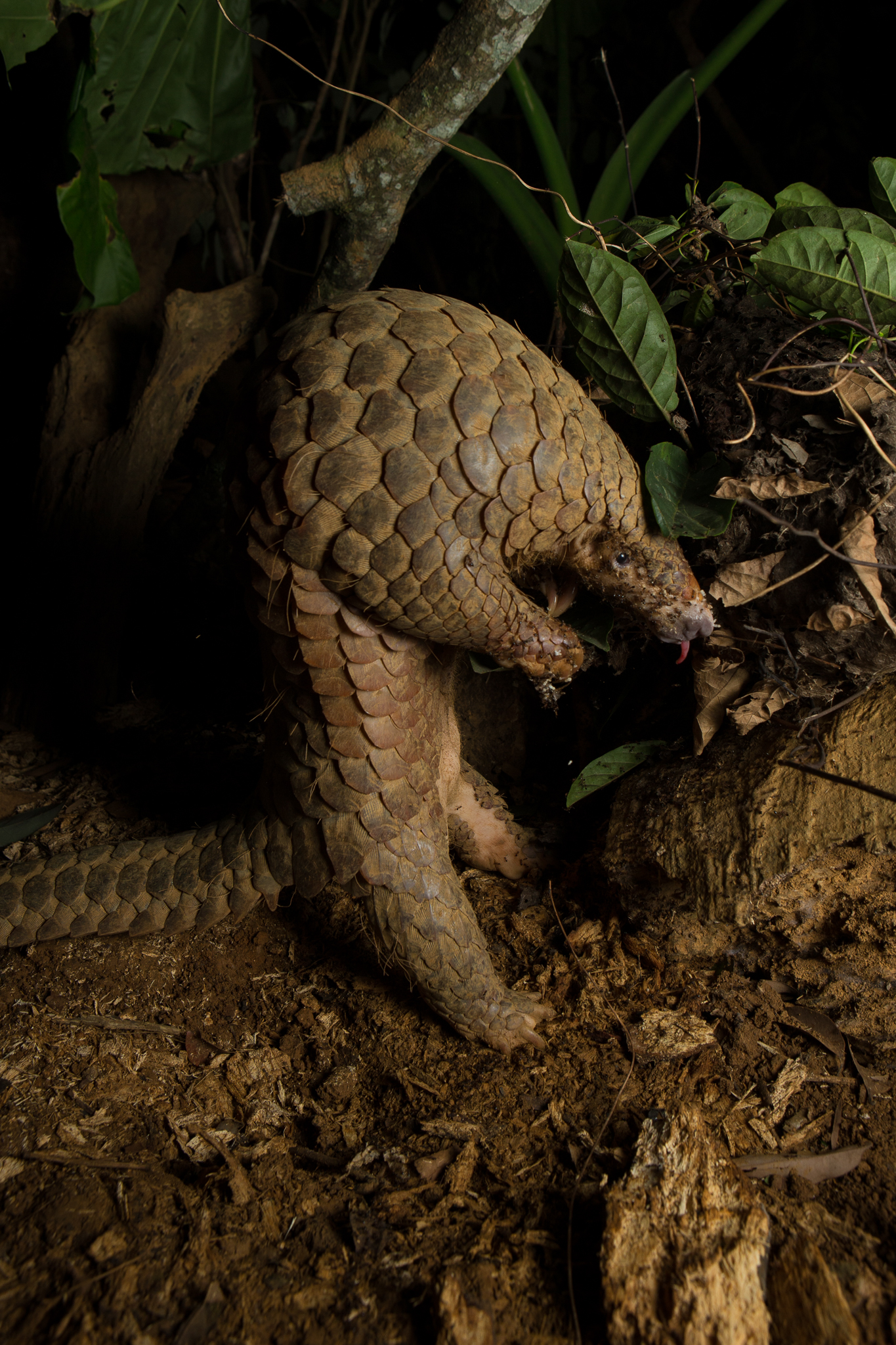 A rescued and rehabilitated Sunda pangolin (Manis javanica) raids an ant nest while awaiting release into Cuc Phuong National Park in Vietnam.