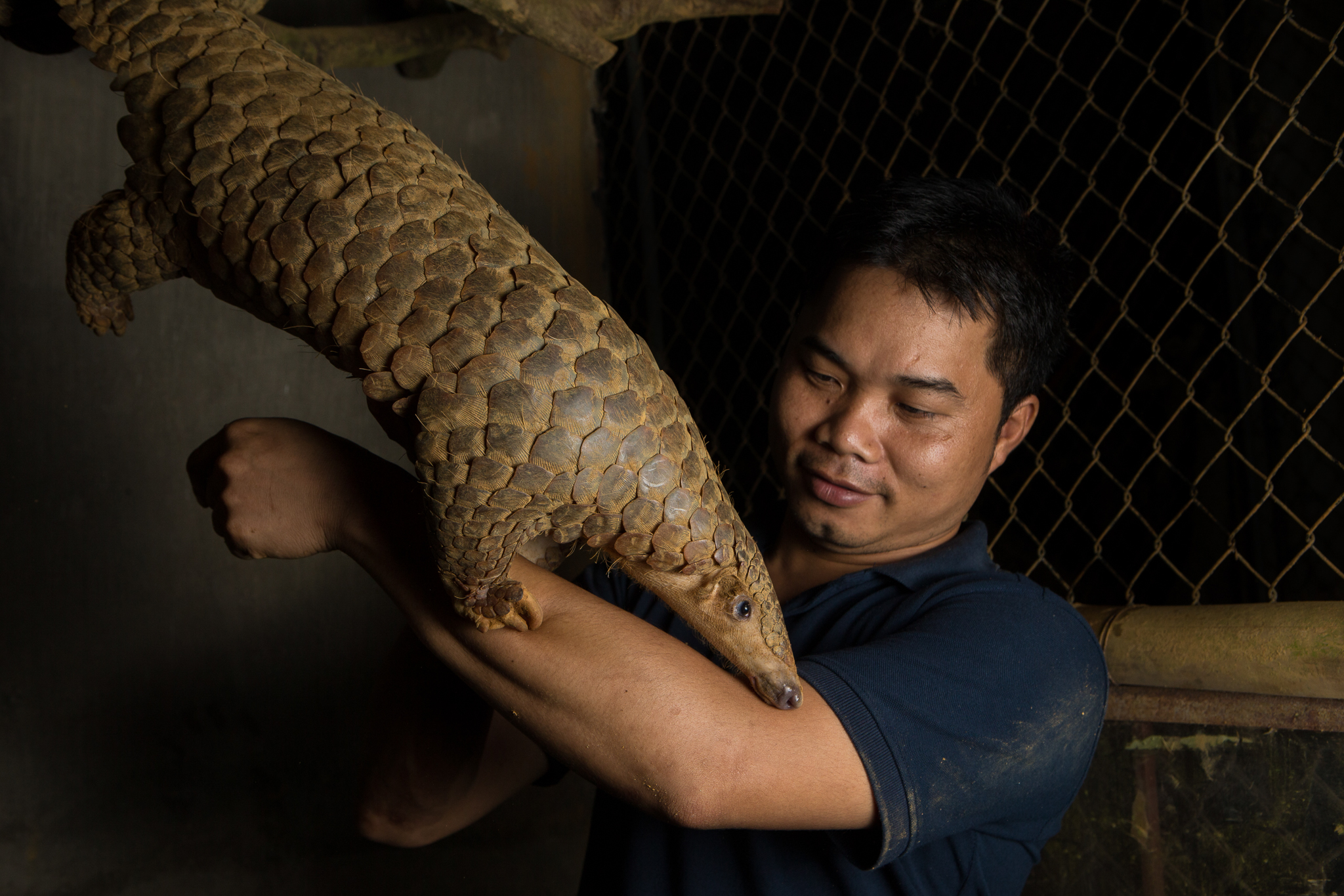 A rescued Sunda pangolin gets a helping hand from Thai Van Nguyen, Executive Director of Save Vietnam’s Wildlife.