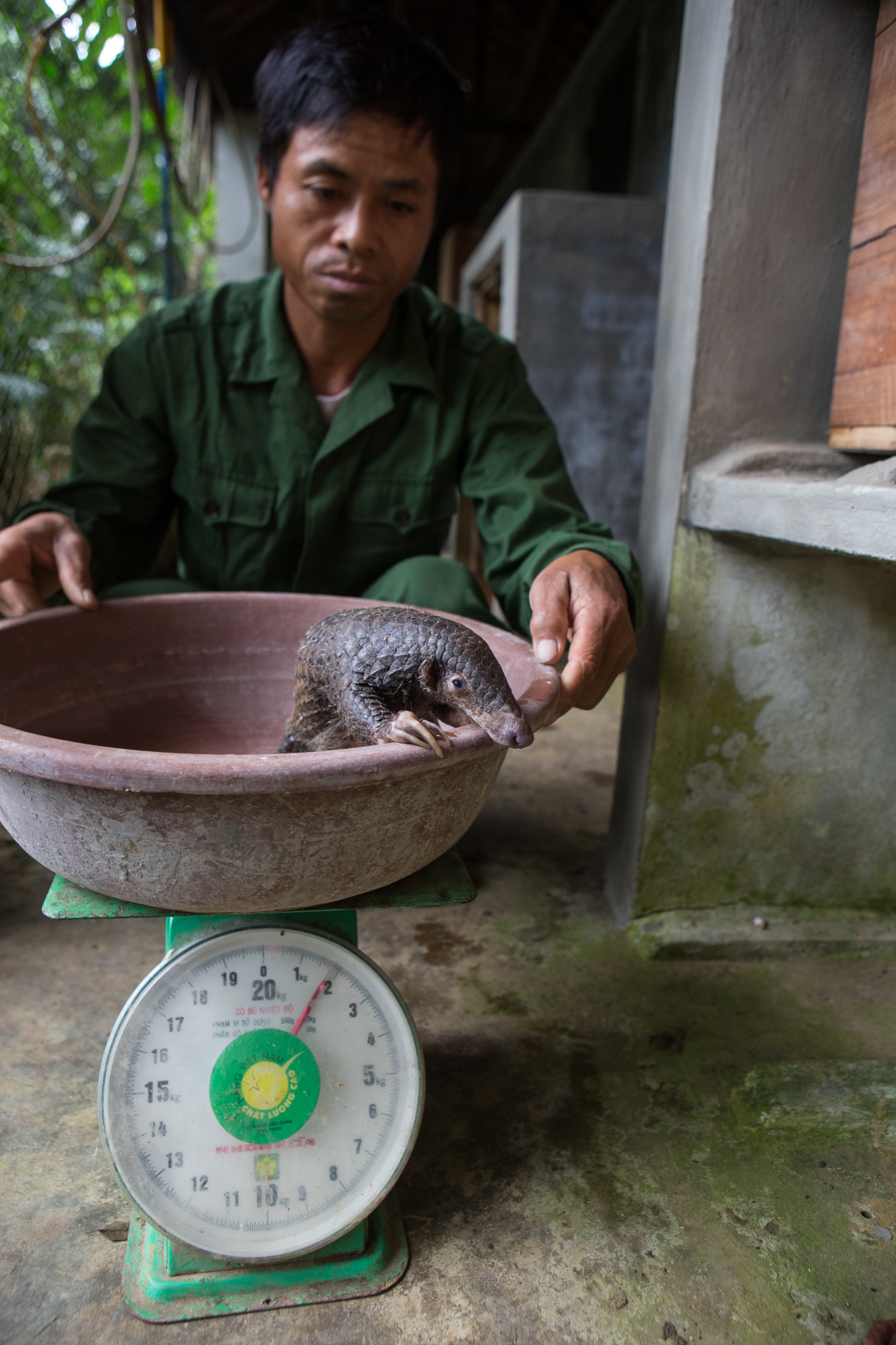 A caretaker from the Carnivore and Pangolin Conservation Program weighs a three-month-old Sunda pangolin (Manis javanica) that was rescued from poachers.