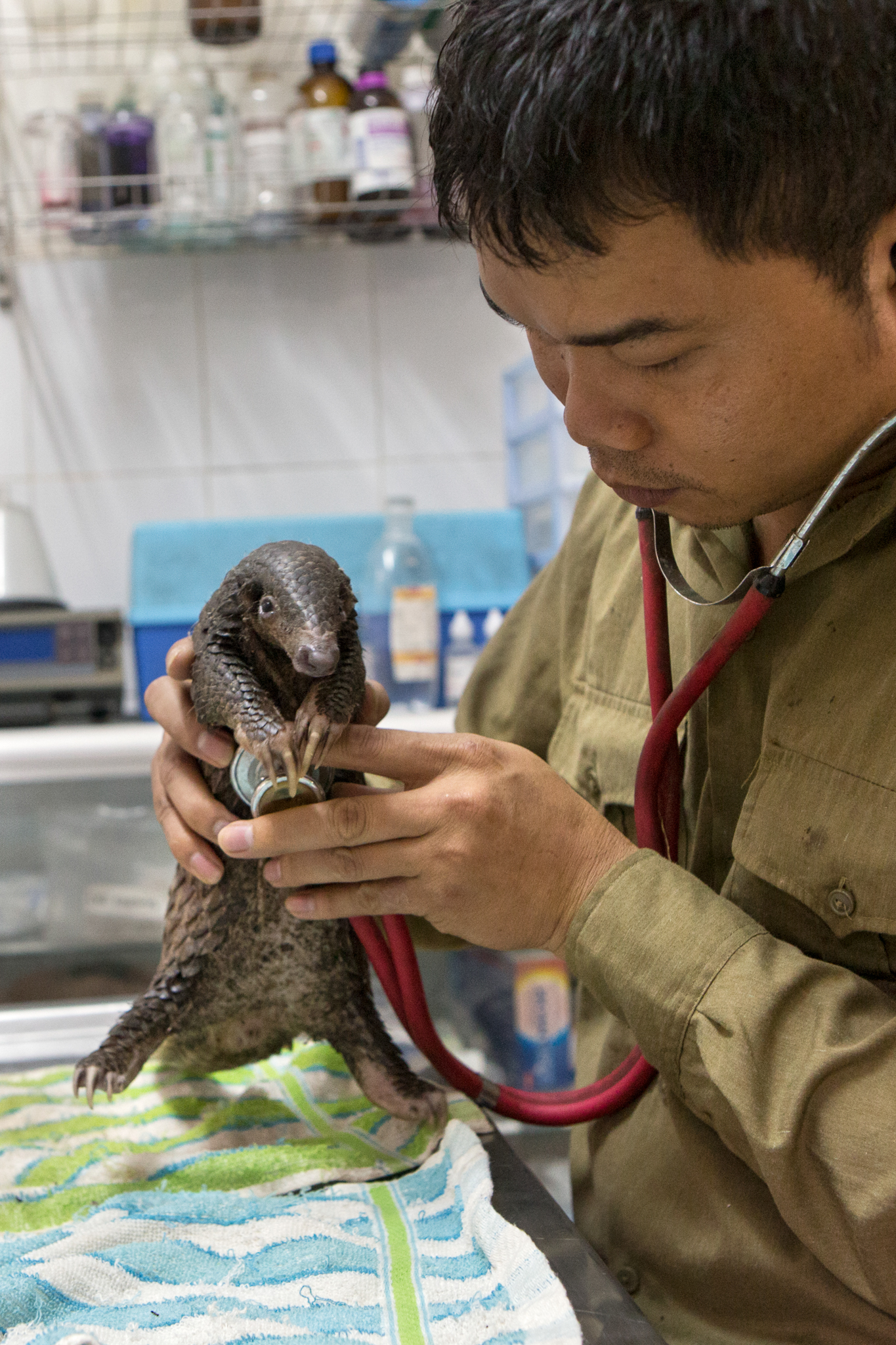 Thai Van Nguyen, Executive Director of Save Vietnam’s Wildlife, examines a three-month-old rescued Sunda pangolin.