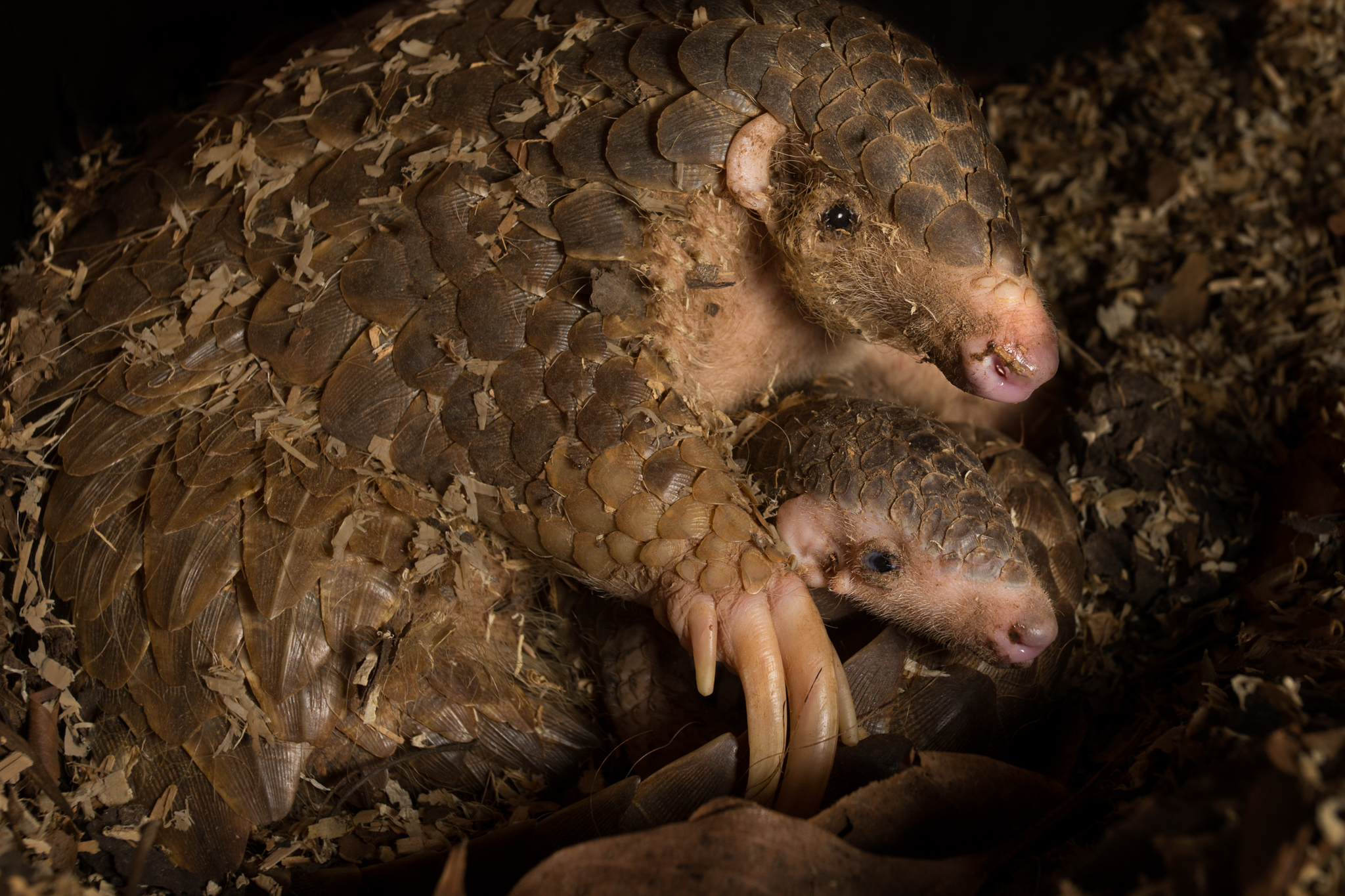 This Chinese pangolin (Manis pentadactyla) was rescued from poachers and given safe haven at the Taipei Zoo. She and her two-month-old baby are evidence of the zoo’s successful captive breeding program.
