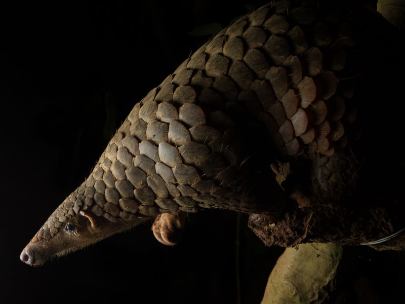 After being confiscated from poachers and rehabilitated, a Sunda pangolin (Manis javanica) awaits release into Cuc Phuong National Park in Vietnam.