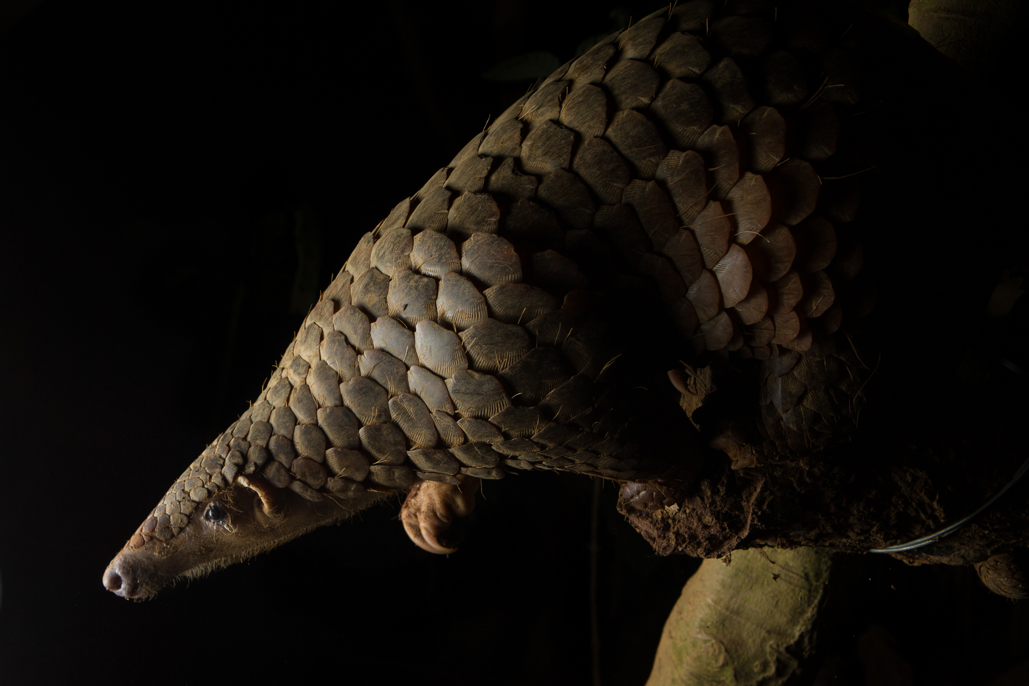 After being confiscated from poachers and rehabilitated, a Sunda pangolin (Manis javanica) awaits release into Cuc Phuong National Park in Vietnam.