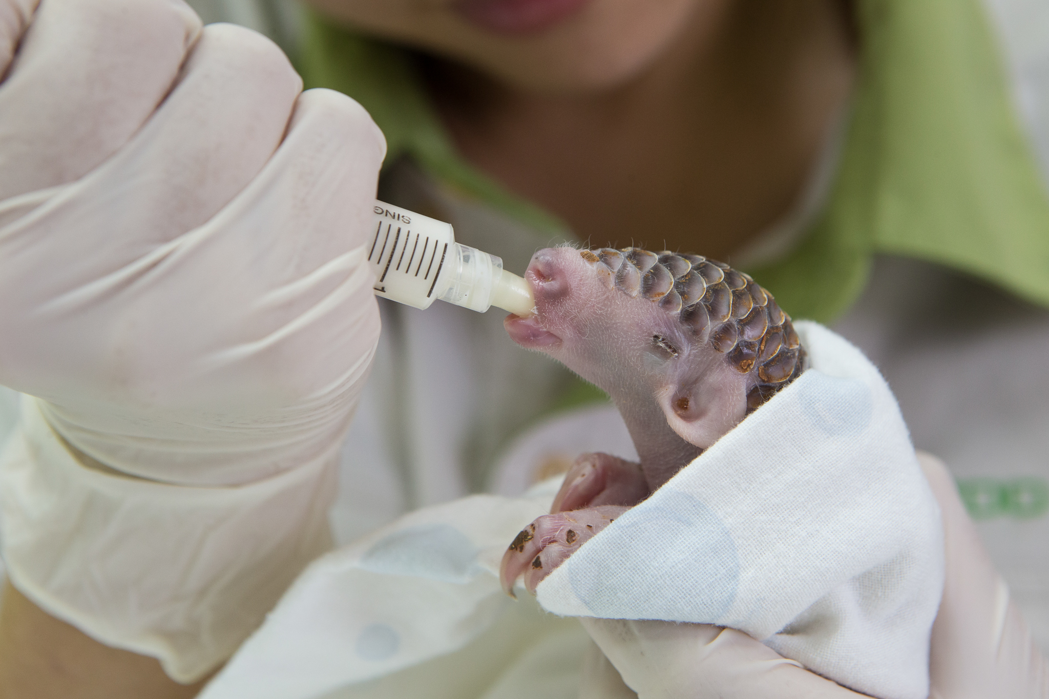 At the Taipei Zoo, research assistant Hsuan-yi Lo bottle-feeds a 12-day-old Chinese pangolin whose mother was unable to feed it.