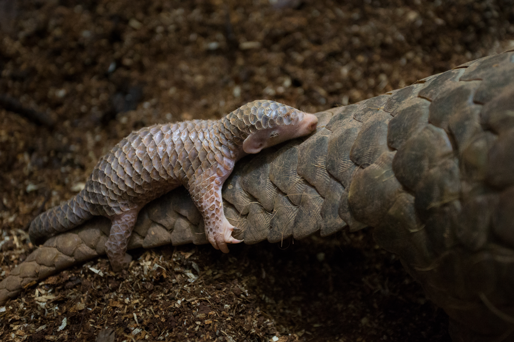 A two-week-old Chinese pangolin (Manis pentadactyla) clings to its mother, who was rescued from poachers and is now part of a captive breeding program at the Taipei Zoo.