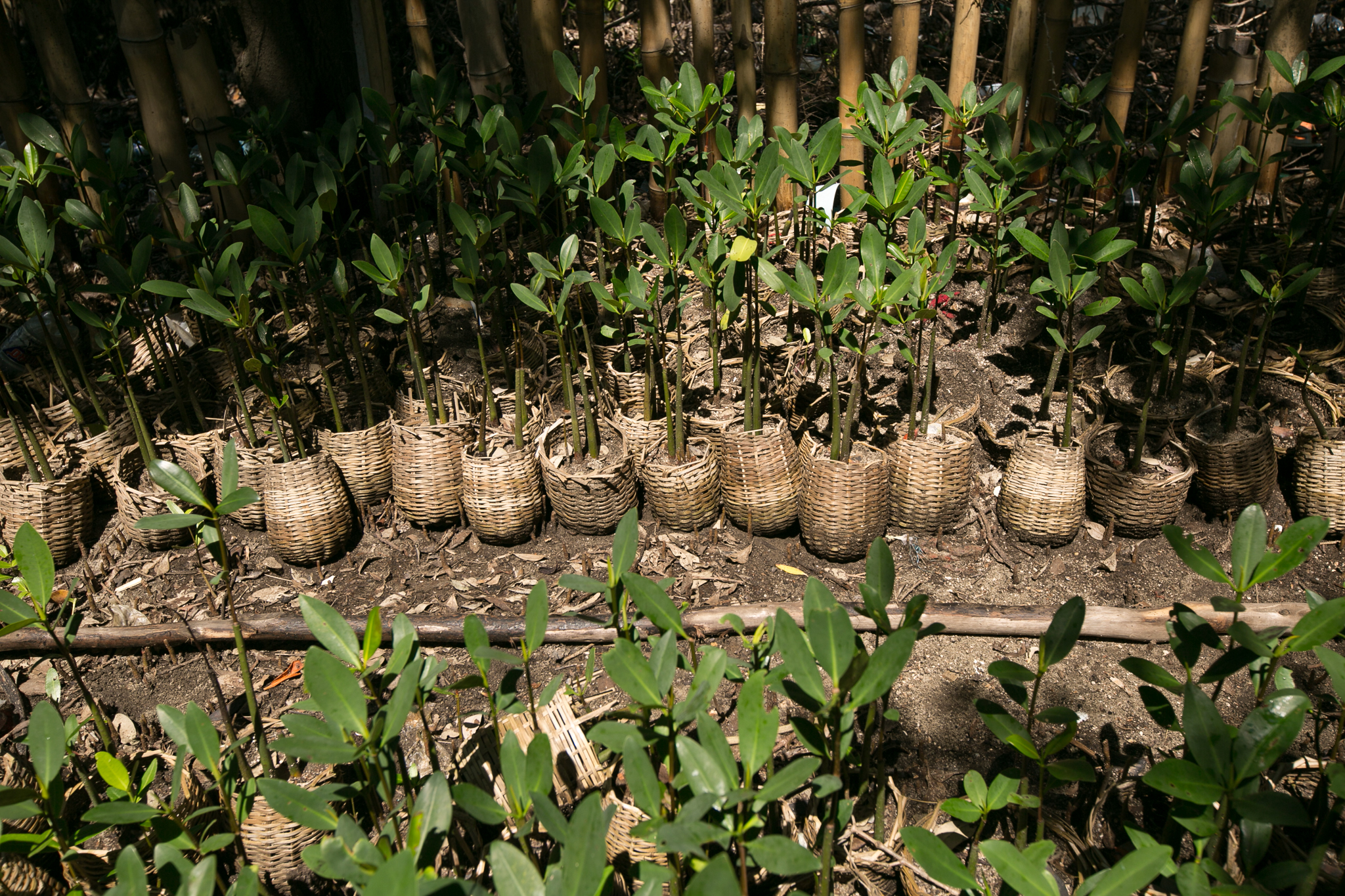 Wiener’s team grows mangrove seedlings in biodegradable baskets, allowing the mature seedlings to be planted easily—basket and all. ©2016 Bahare Khodabande.