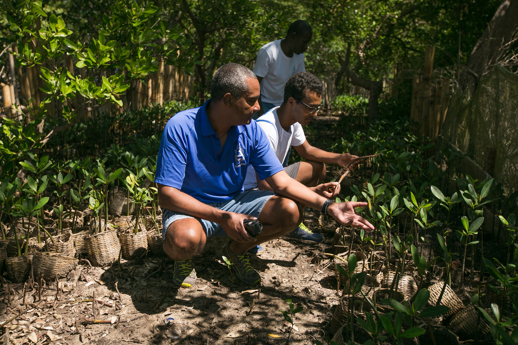 Wiener’s mangrove project has now firmly taken root—seedlings are actively being planted in four different coastal regions. ©2016 Bahare Khodabande.