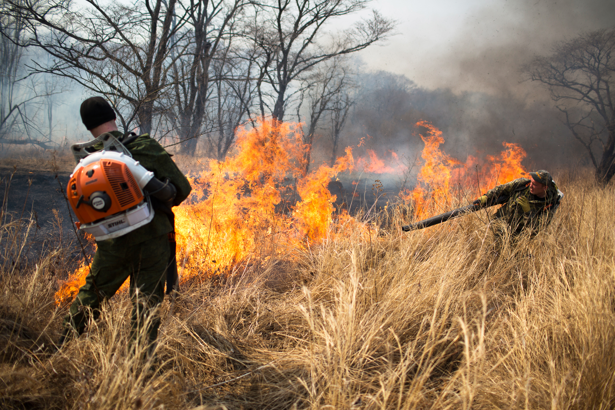Fire is one of the biggest threats to Amur leopards. Here, park rangers are fighting back with the only tool they have—a leaf blower aimed at the base of the fire.