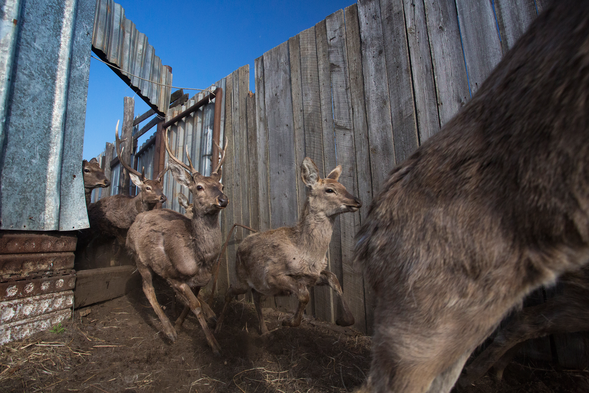 A herd of deer exits a farm bordering the Land of the Leopard National Park.