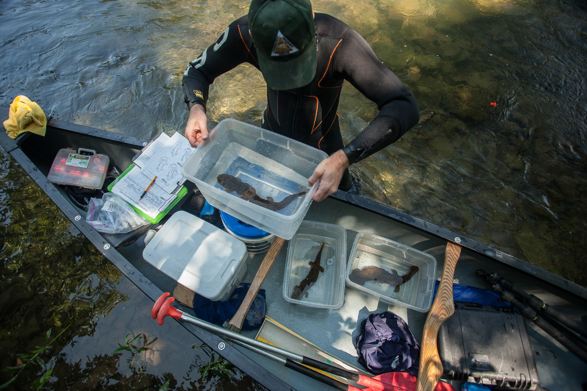 Jeff Briggler, a herpetologist with the Missouri Department of Conservation, takes measurements to assess the health of three Ozark hellbenders.