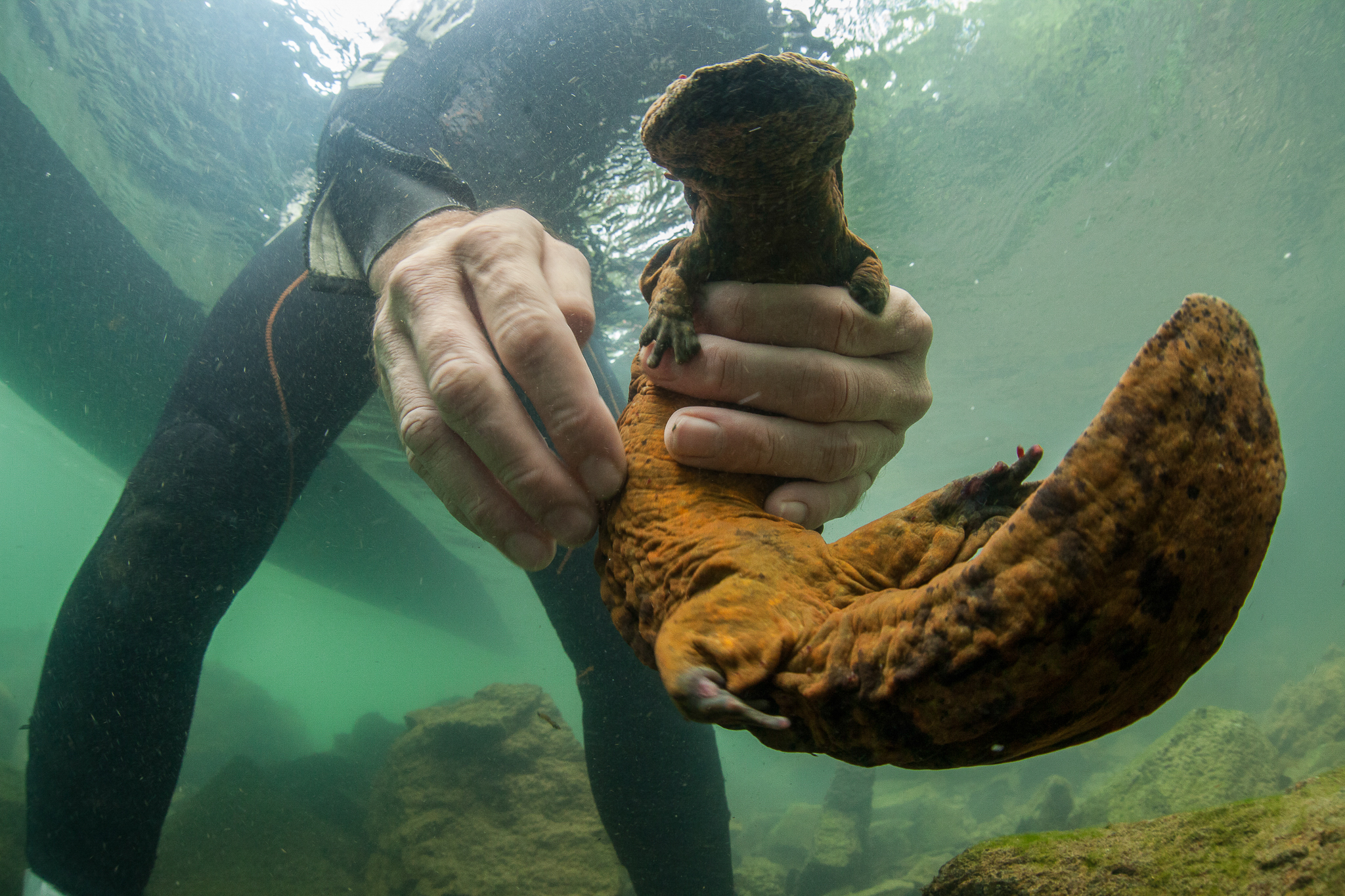 Caught short-handed—due to poor water quality and disease, missing limbs have become a more frequent occurrence for Ozark hellbenders.