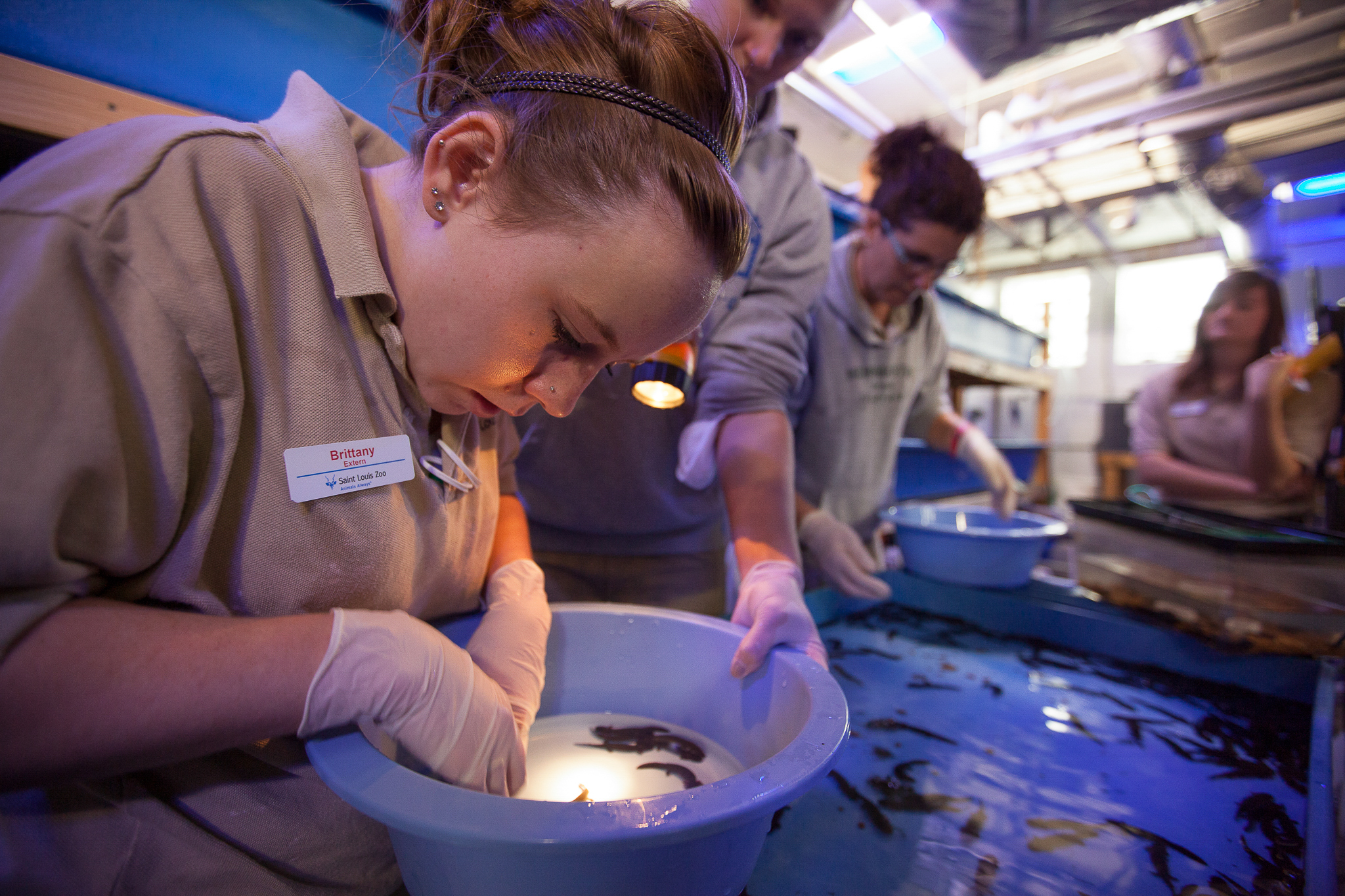 In 2011, biologists at the St. Louis Zoo successfully bred Ozark hellbenders in captivity for the first time, a huge step in the potential restoration of this species.