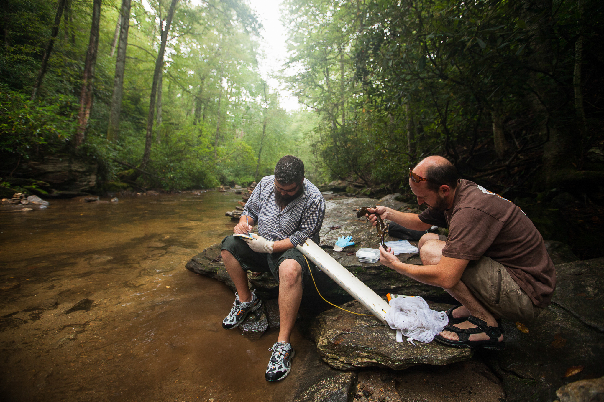 Biologists Jeff Humphries and Mike Sisson record data for an Eastern hellbender in a Southern Appalachian stream.