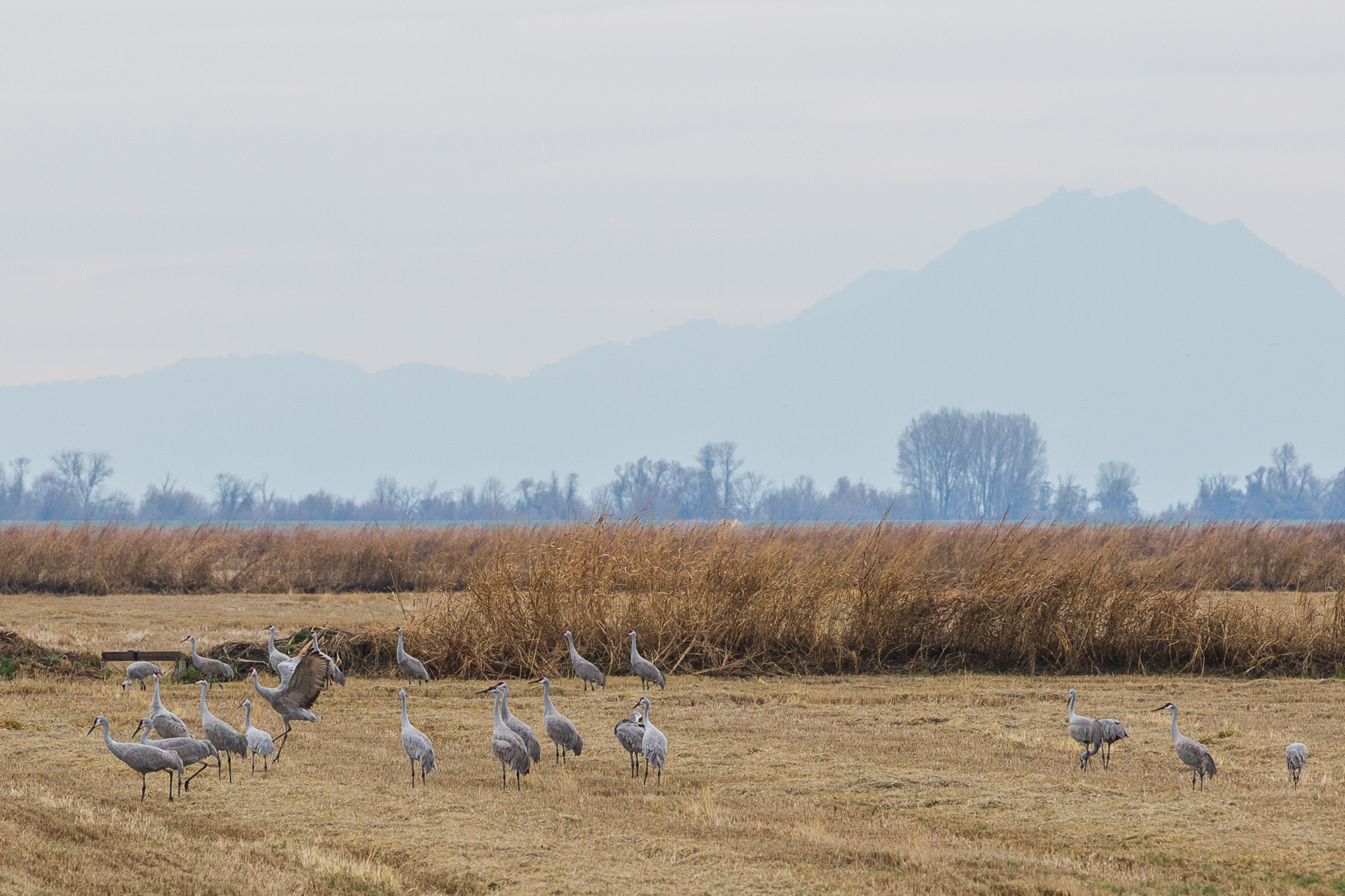 Sandhill cranes rest in a Central Valley rice field with Sutter Buttes in the background.