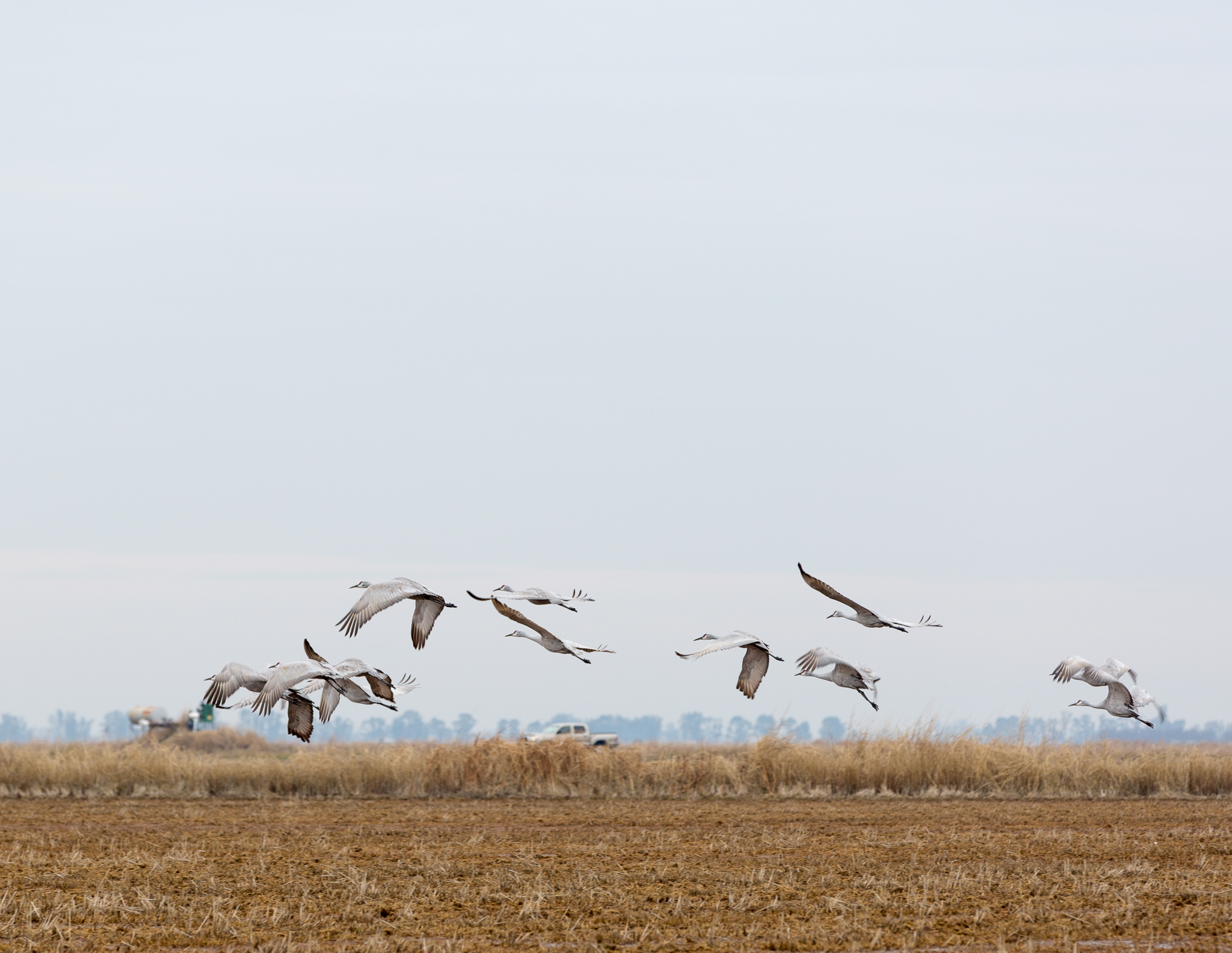 Sandhill cranes lift off over a rice field near Richvale, California.