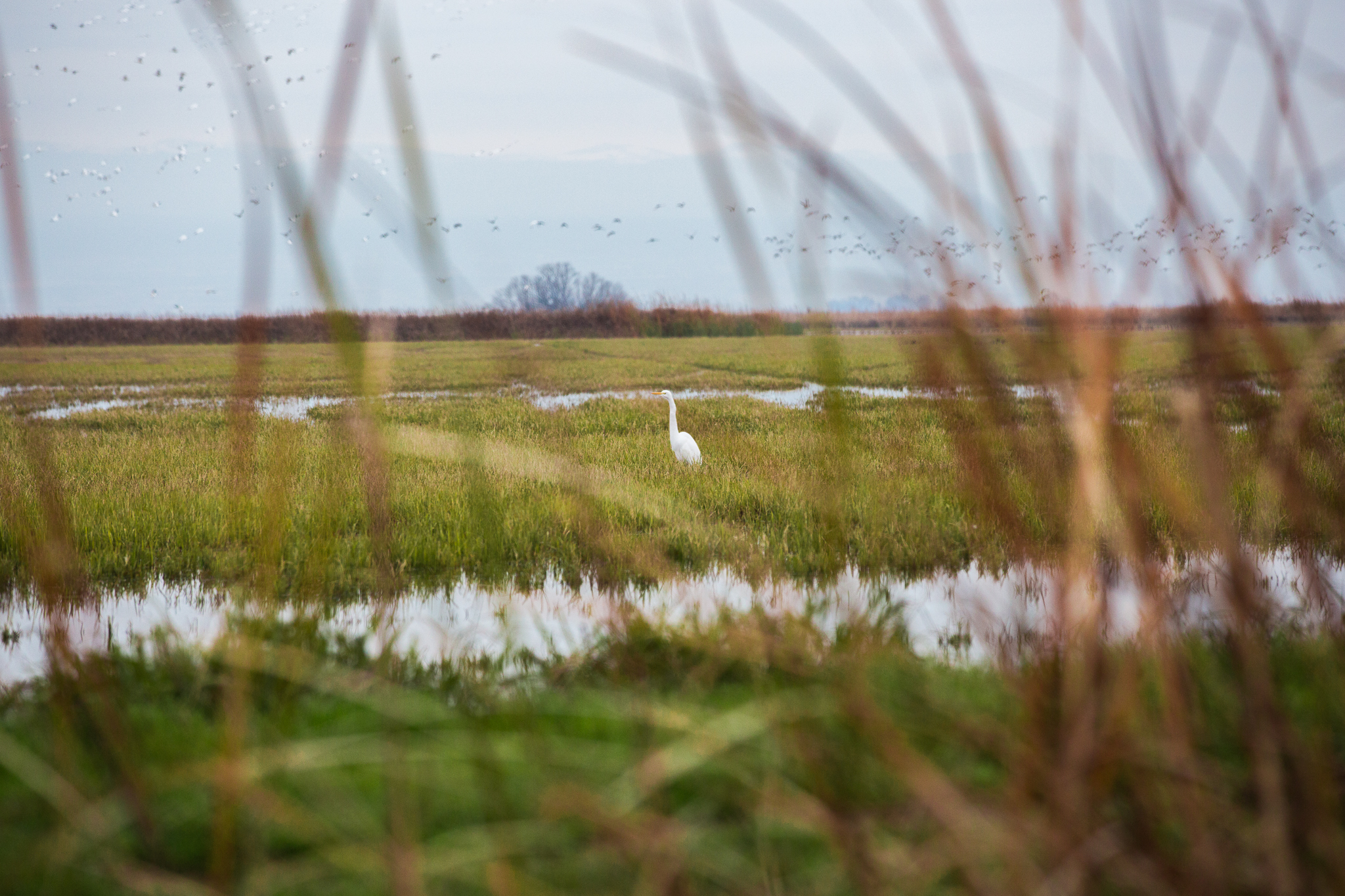The flooded rice fields along the Pacific Flyway attract many species of birds; including egrets, herons, oystercatchers, and godwits.
