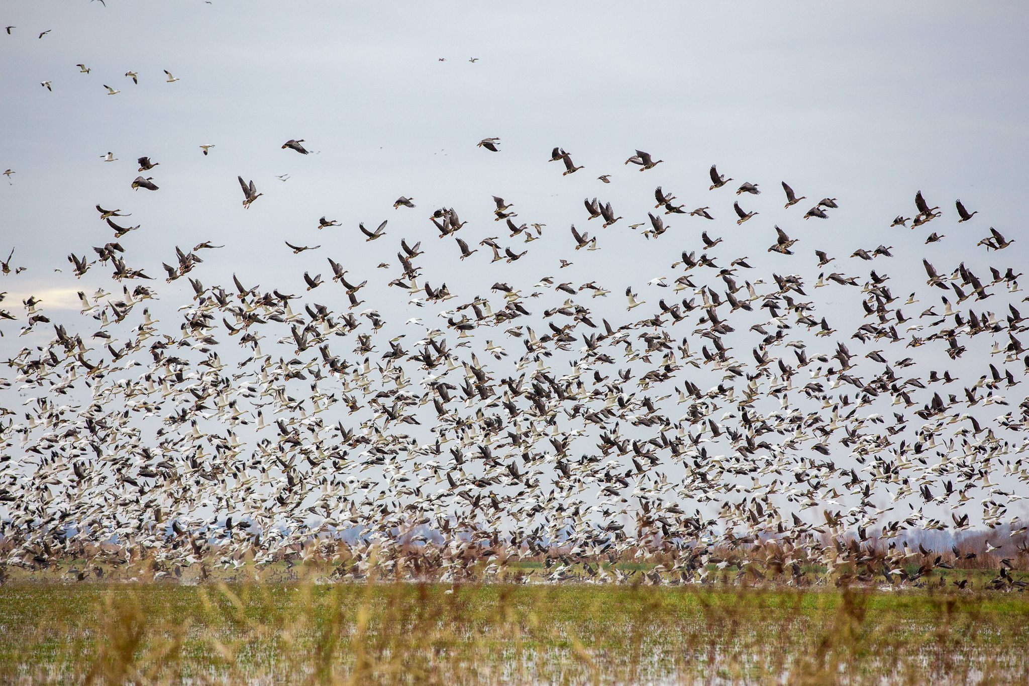 A flock of birds takes off from a field near Richvale, California—their collective wing beats filling the air with a mass of bodies and a rush of sound.