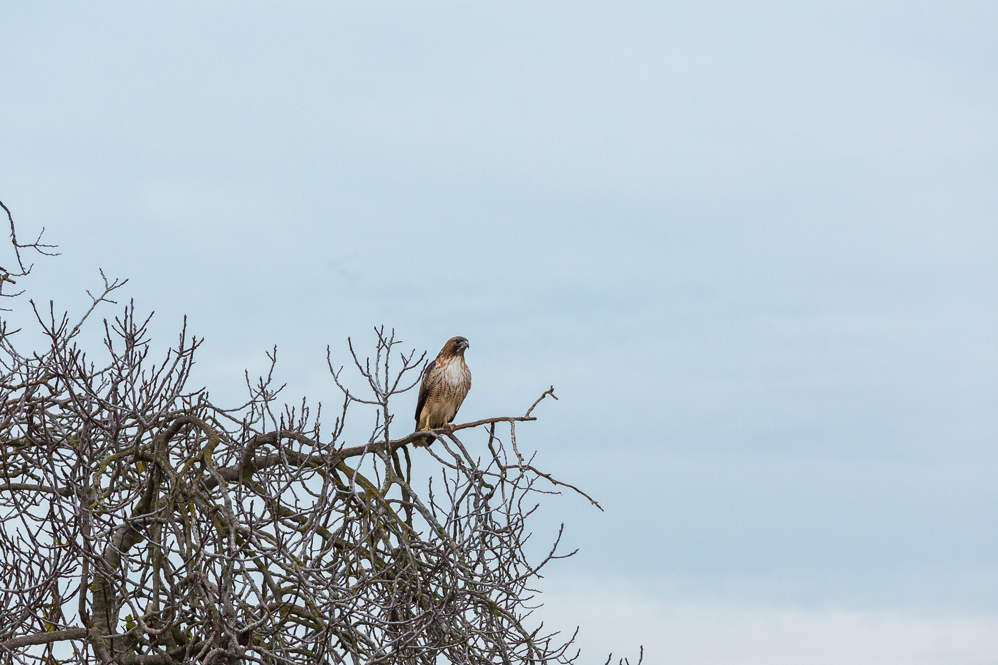 A red-tailed hawk scans for potential prey near a flooded rice field.