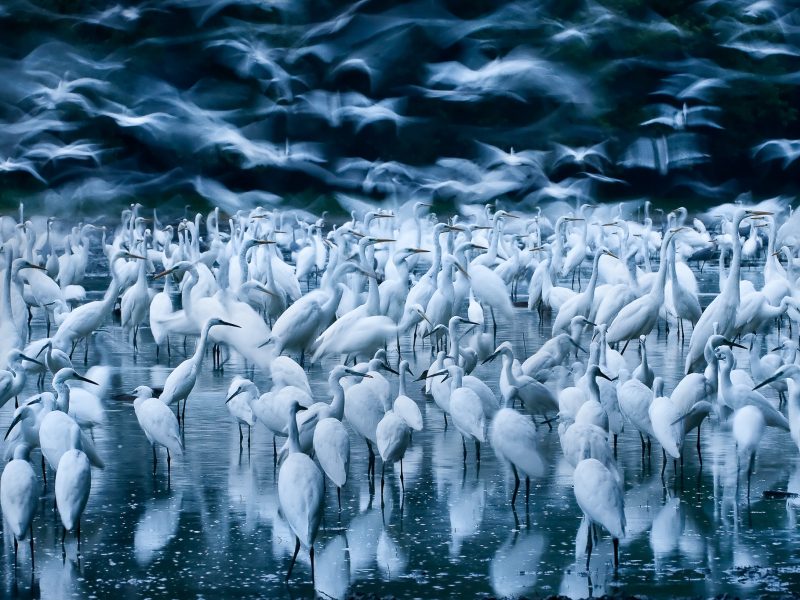 A drying lake bed in Hungary’s Danube-Dráva National Park attracts a large flock of great egrets.