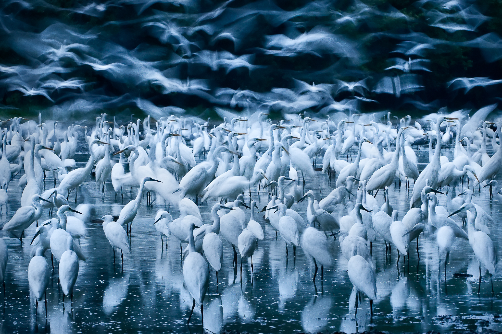 A drying lake bed in Hungary’s Danube-Dráva National Park attracts a large flock of great egrets.