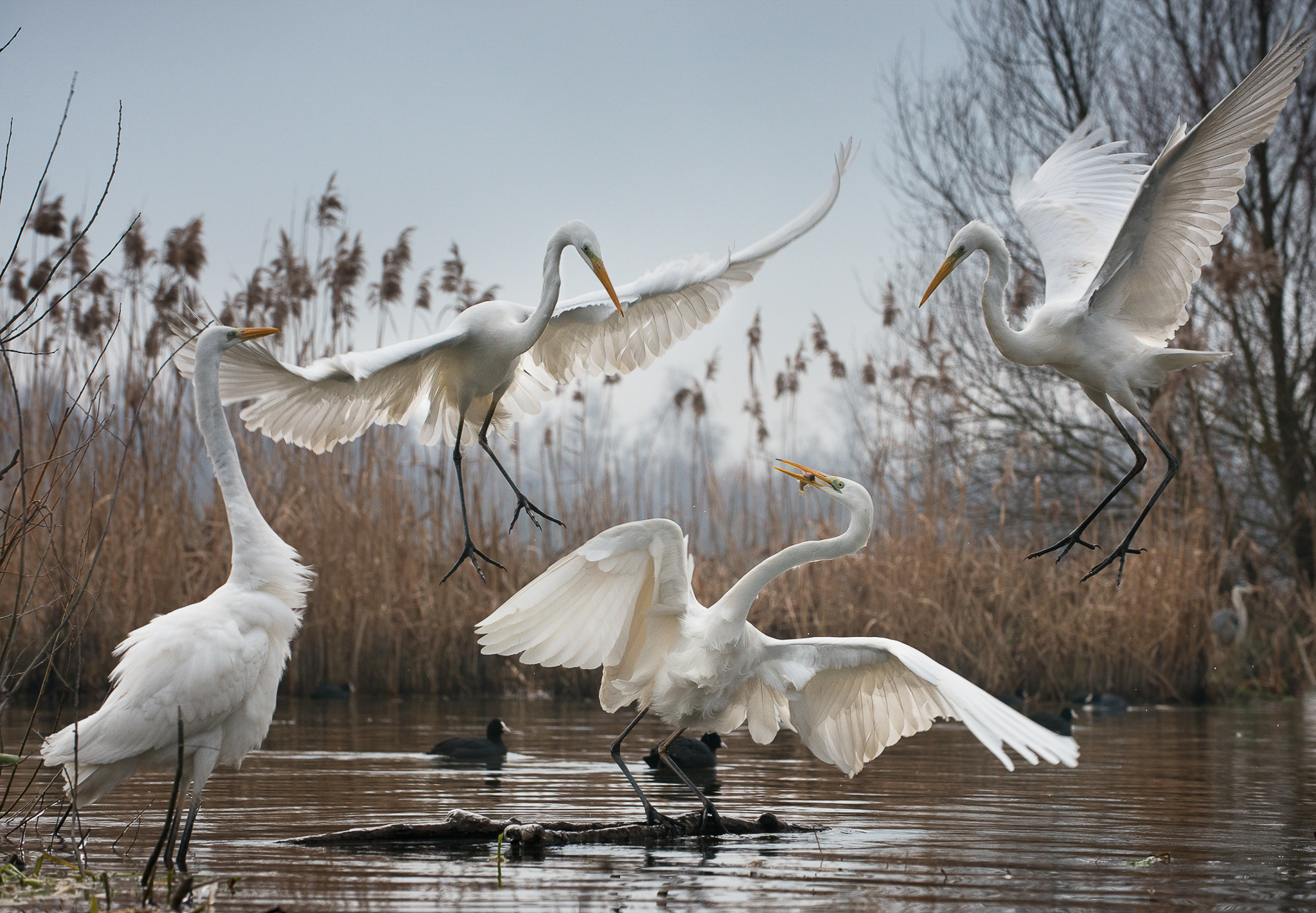 Great egrets, photographed here in Hungary’s Balaton Uplands National Park, are easy to recognize because of their broad white wings and slow, sweeping flight.