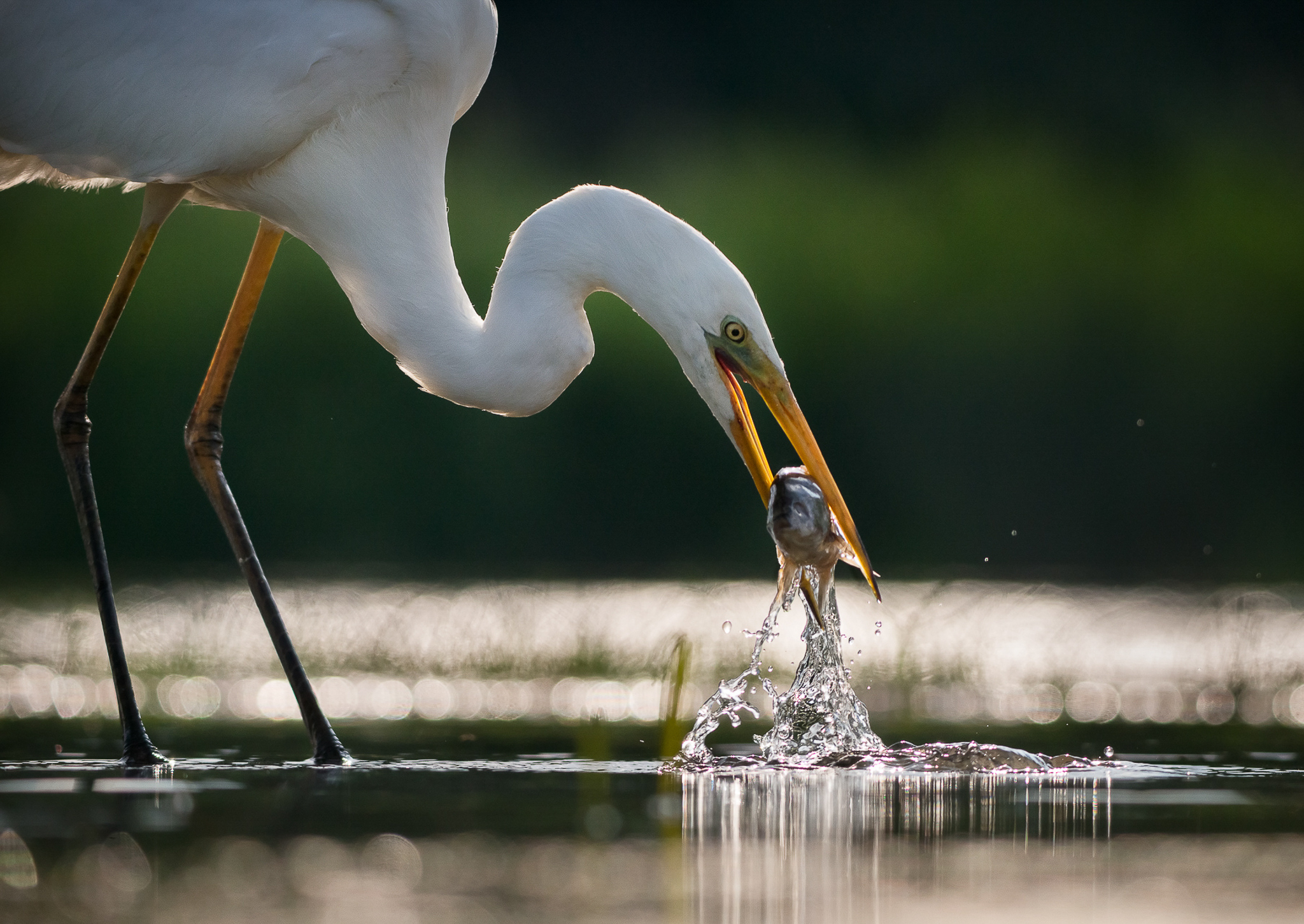 Great egrets are skilled hunters. When searching for prey, they stalk the shallow waters or mud flats, walking with their strong necks coiled and ready to strike. 