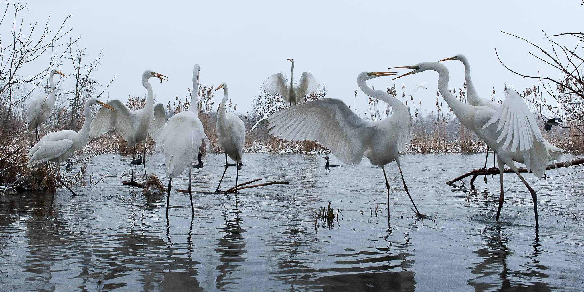 In February, when food is scarce, the birds cannot afford to lose even single small fish—and will defend their catches aggressively.