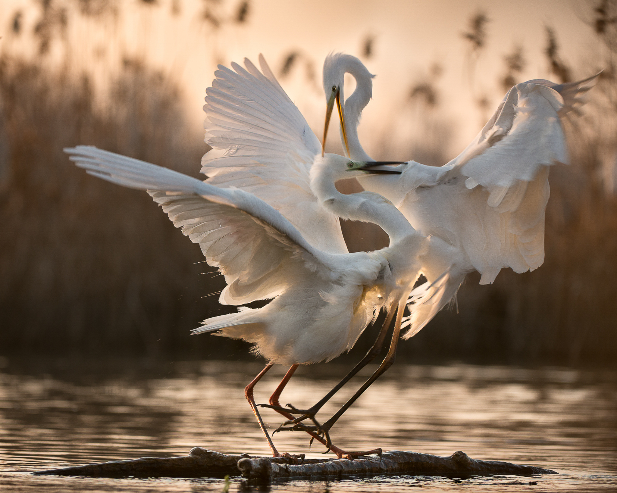 Like many herons, the great egret has a long neck that is pulled into an ‘s’-shaped curve when in flight.
