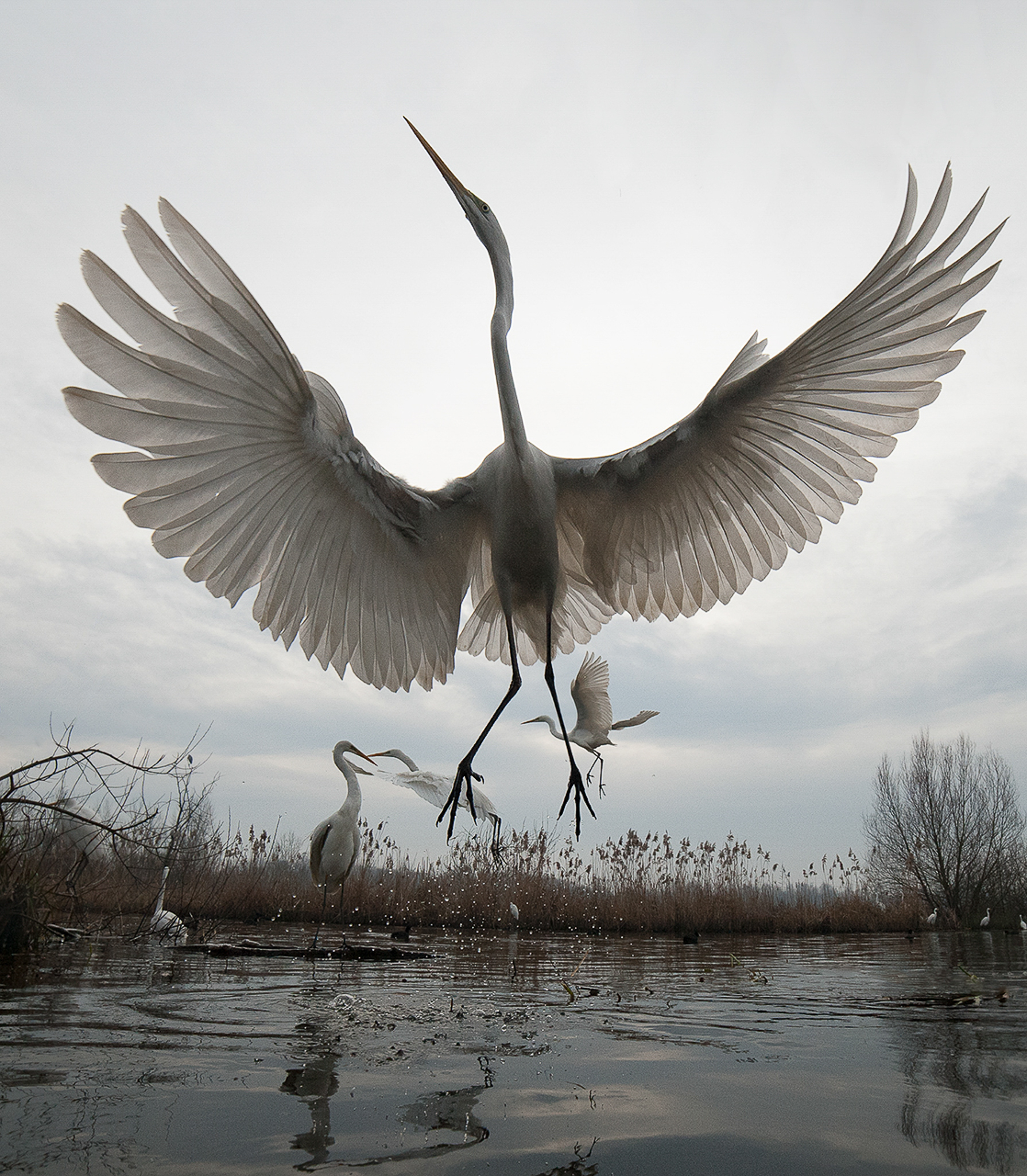 The great egret’s white feathers were once highly-sought by milliners for plumed hats.