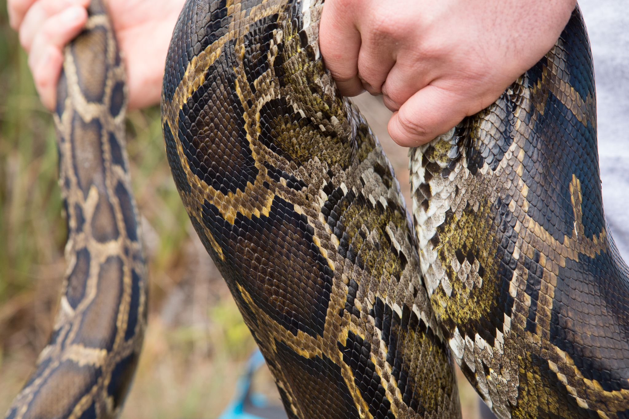 The coloration of the Burmese python allows the snake to blend in against the grasses and brush of the Everglades.