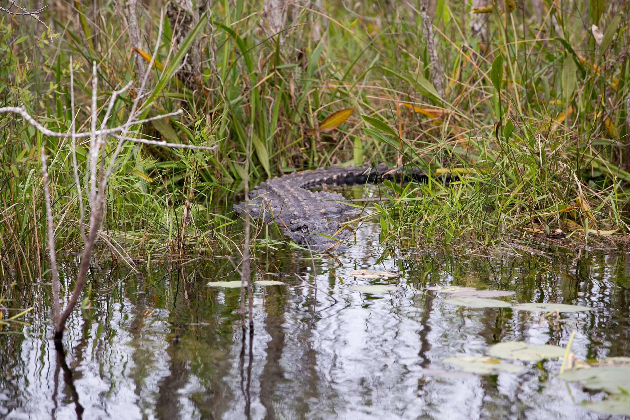 An America alligator watches from the cover of the marsh grass.
